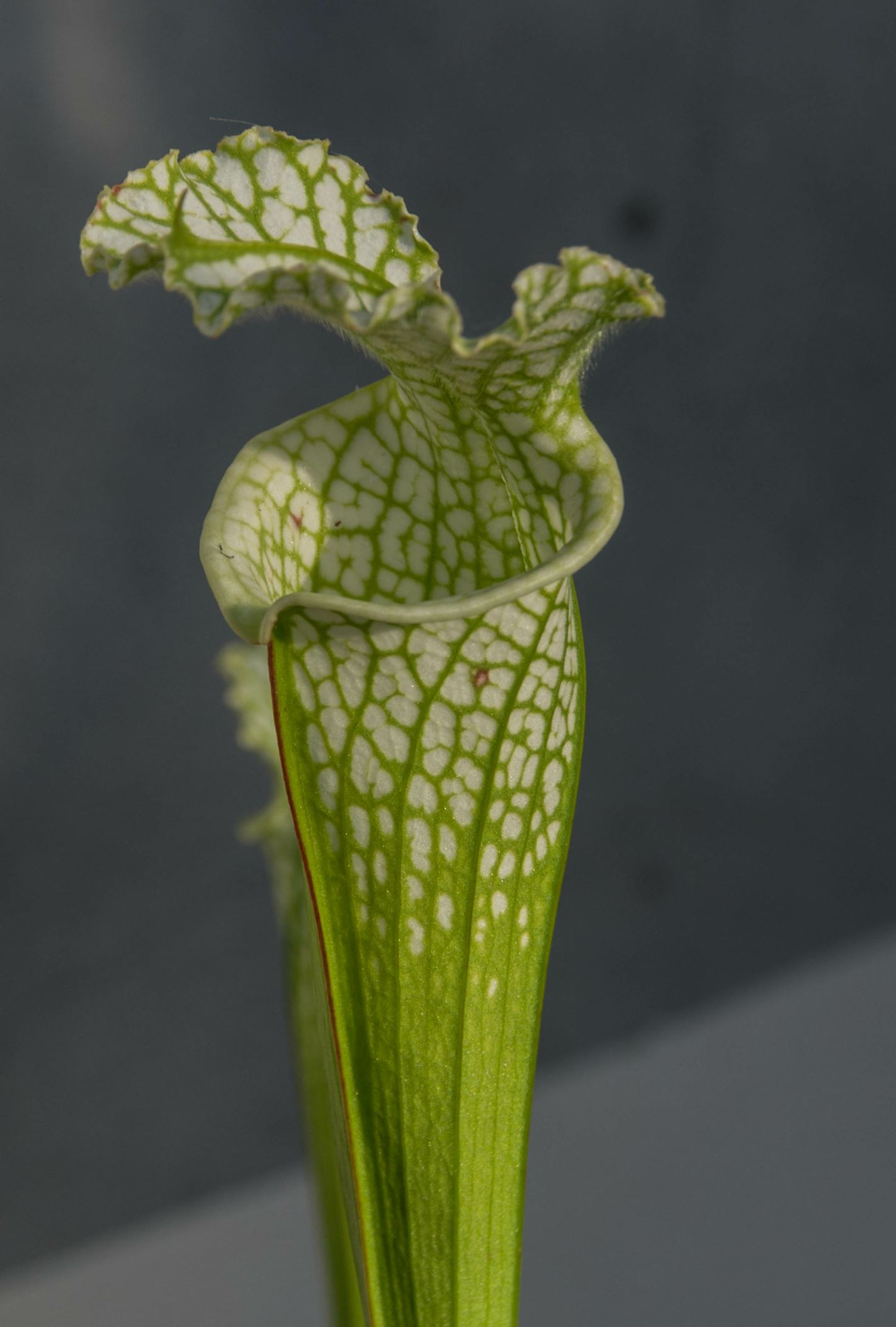 Image of Sarracenia leucophylla
