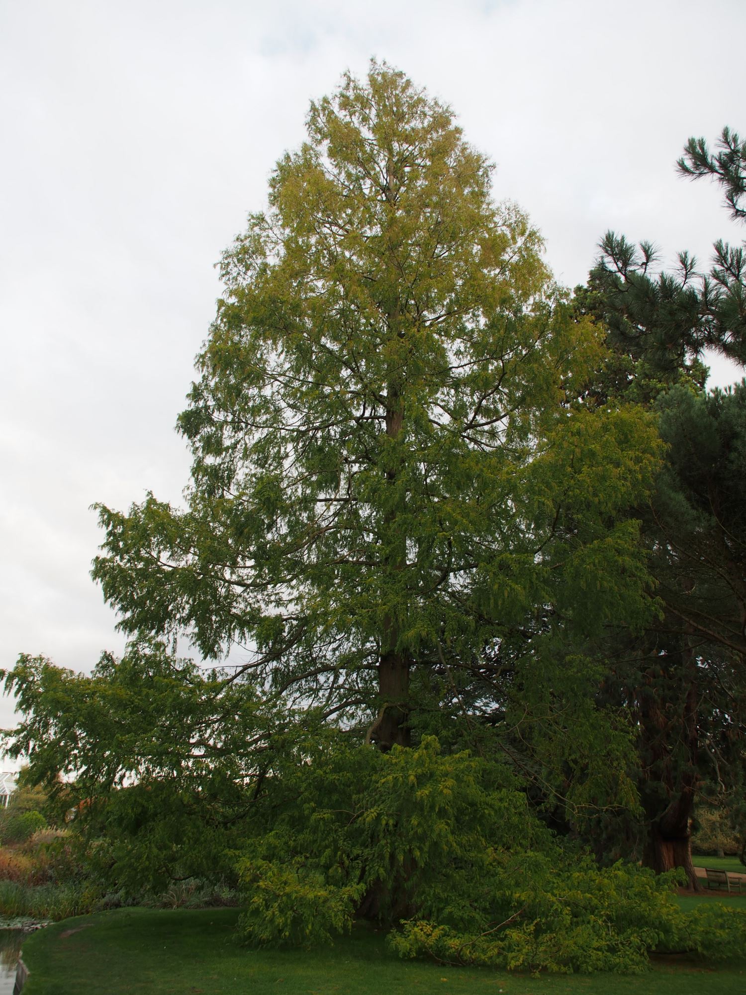 Image of Metasequoia glyptostroboides
