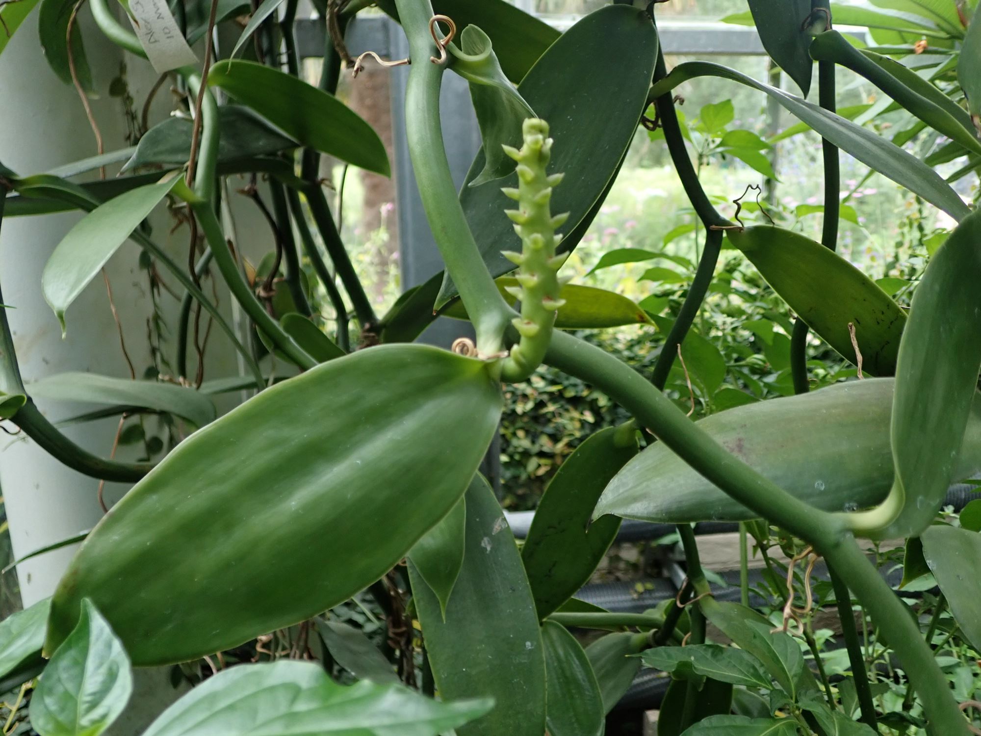 Image of Vanilla planifolia