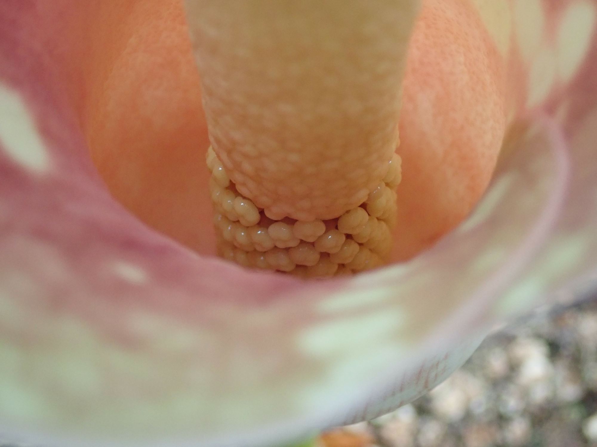 Image of Amorphophallus muelleri