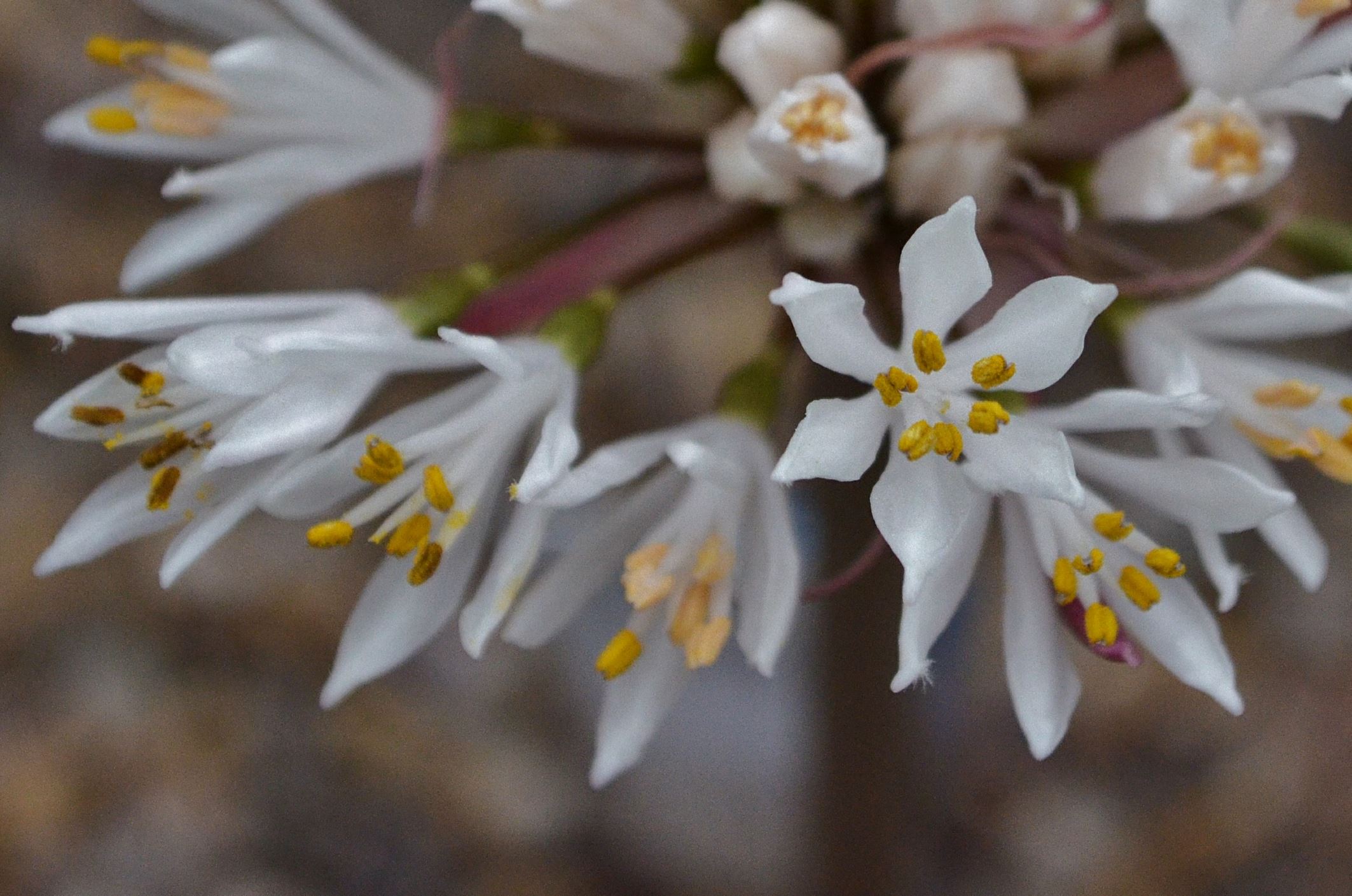 Image of Haemanthus sp.