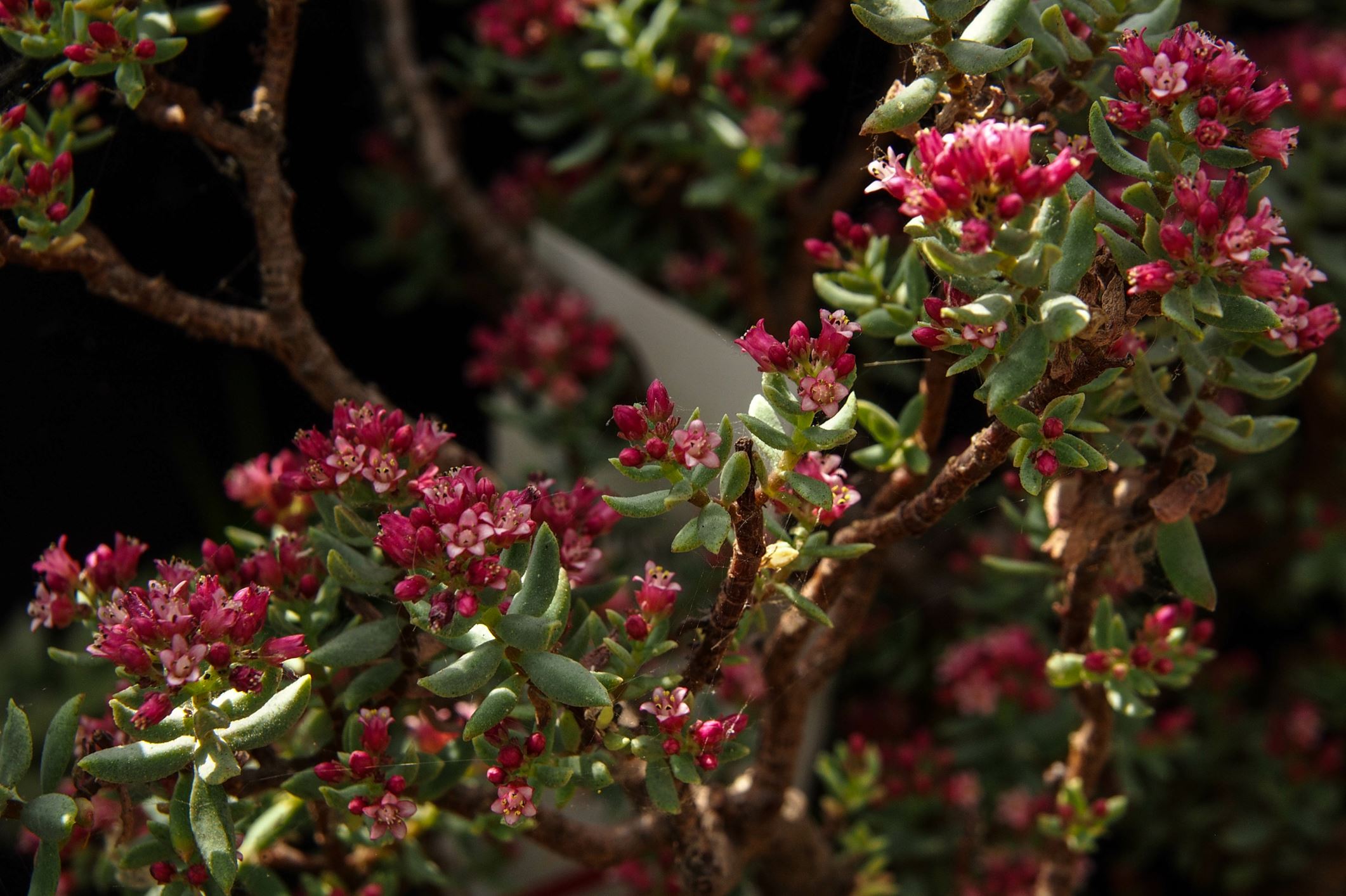 Image of Crassula sarcocaulis