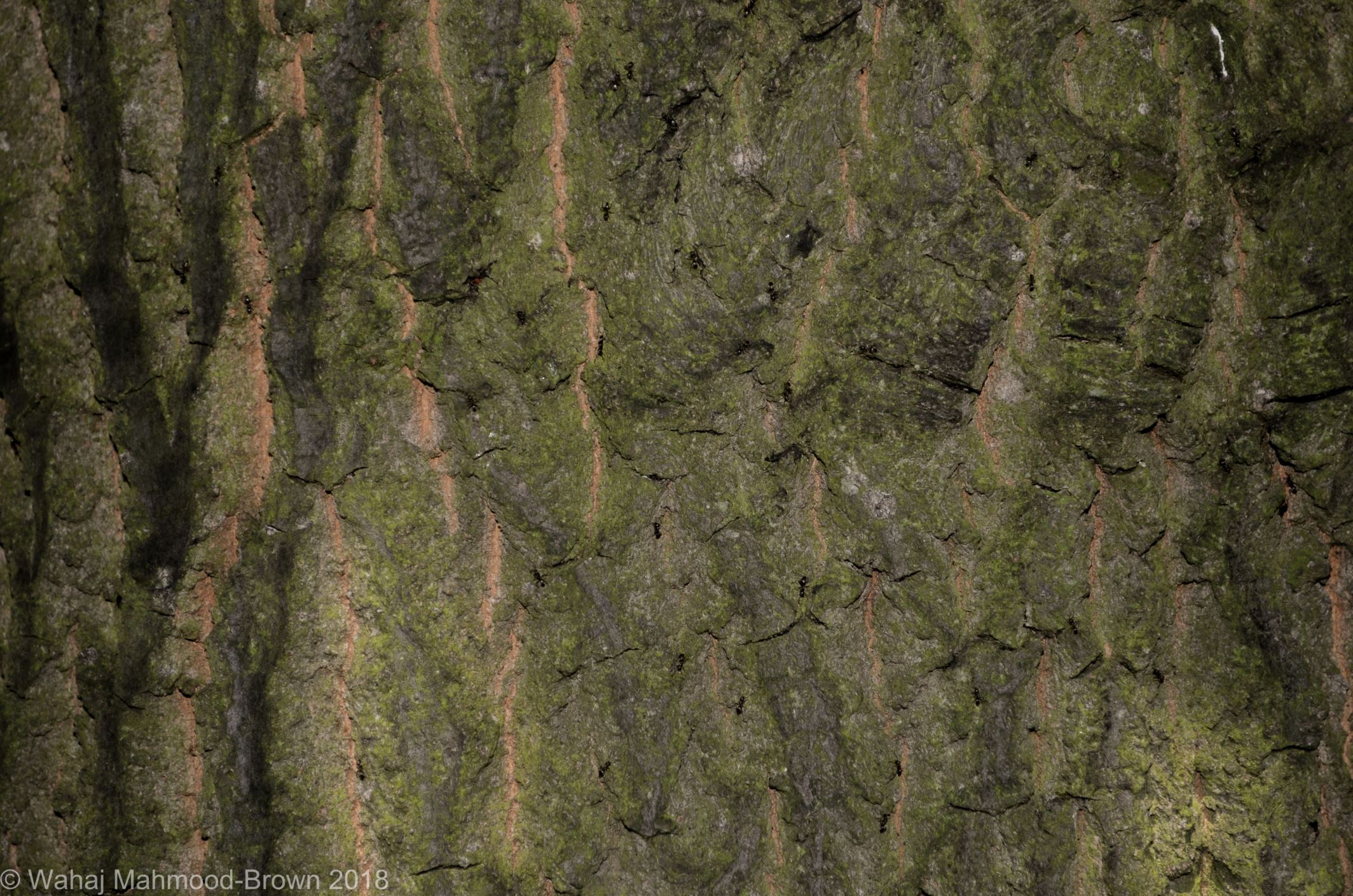 Image of Quercus trojana