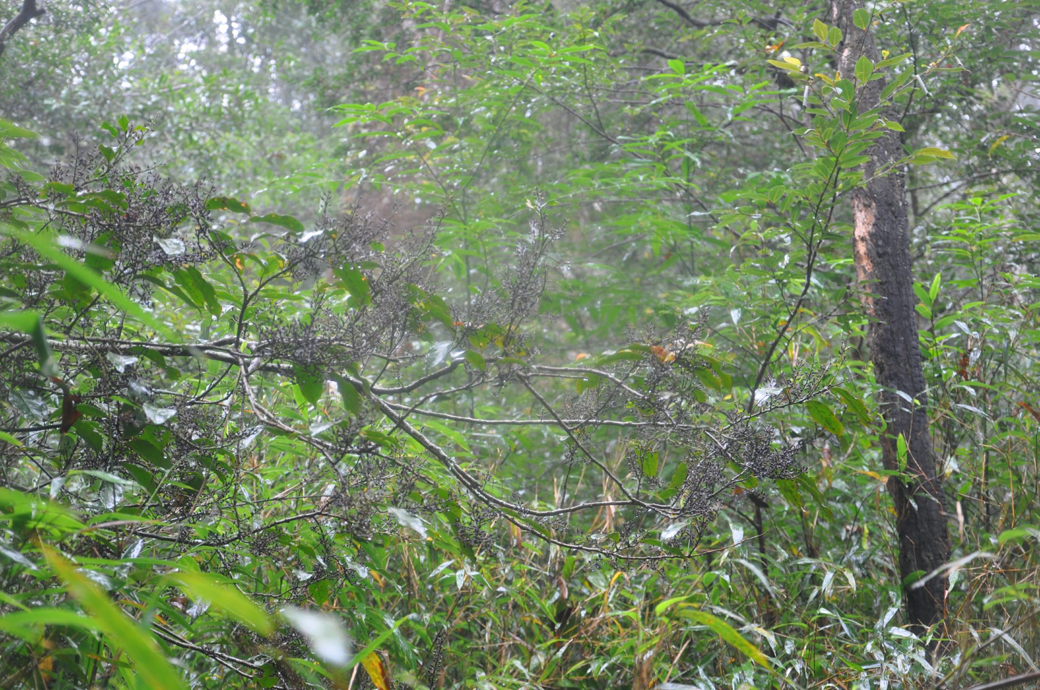 Image of Indet. Styracaceae
