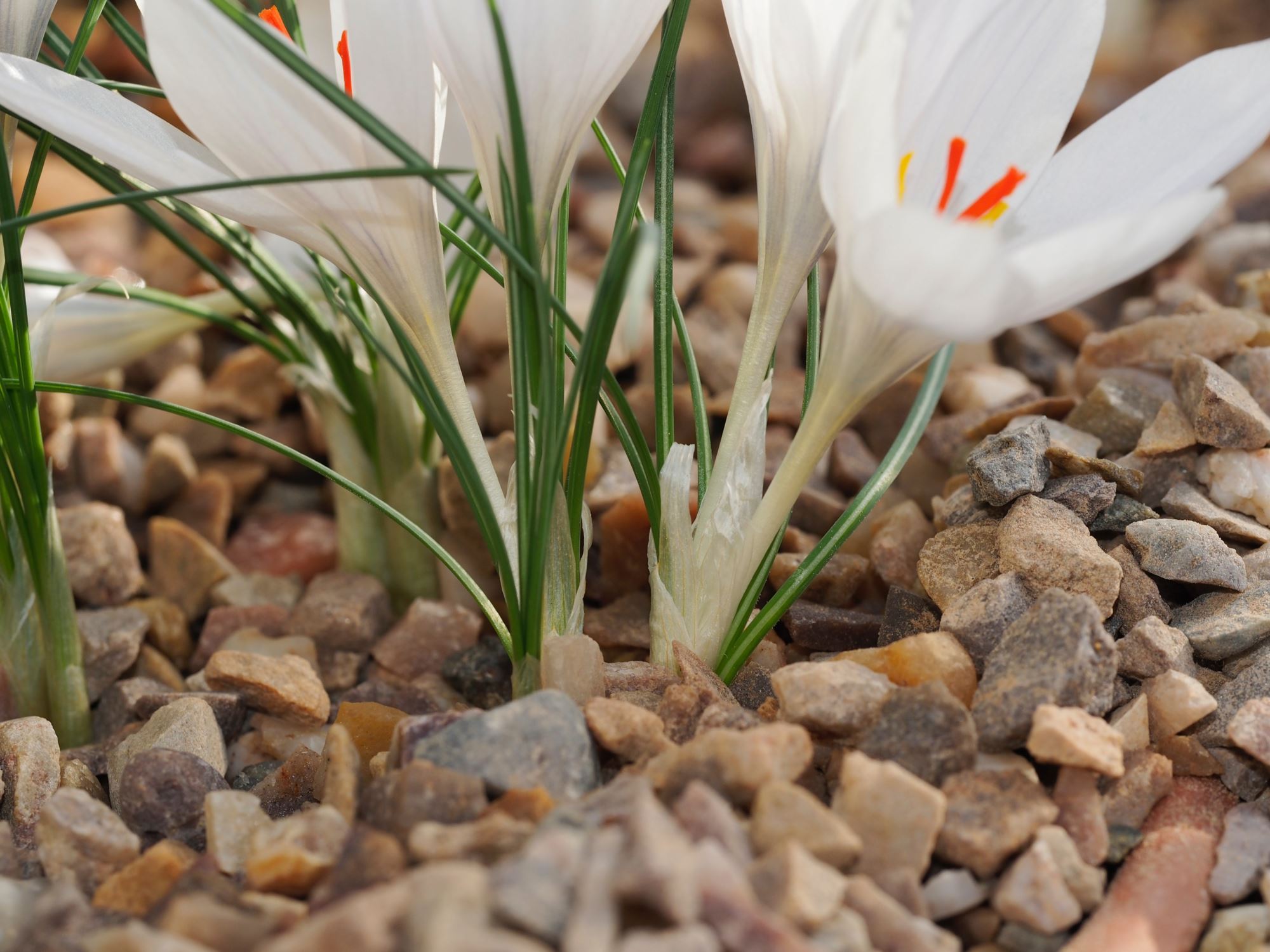 Image of Crocus asumaniae