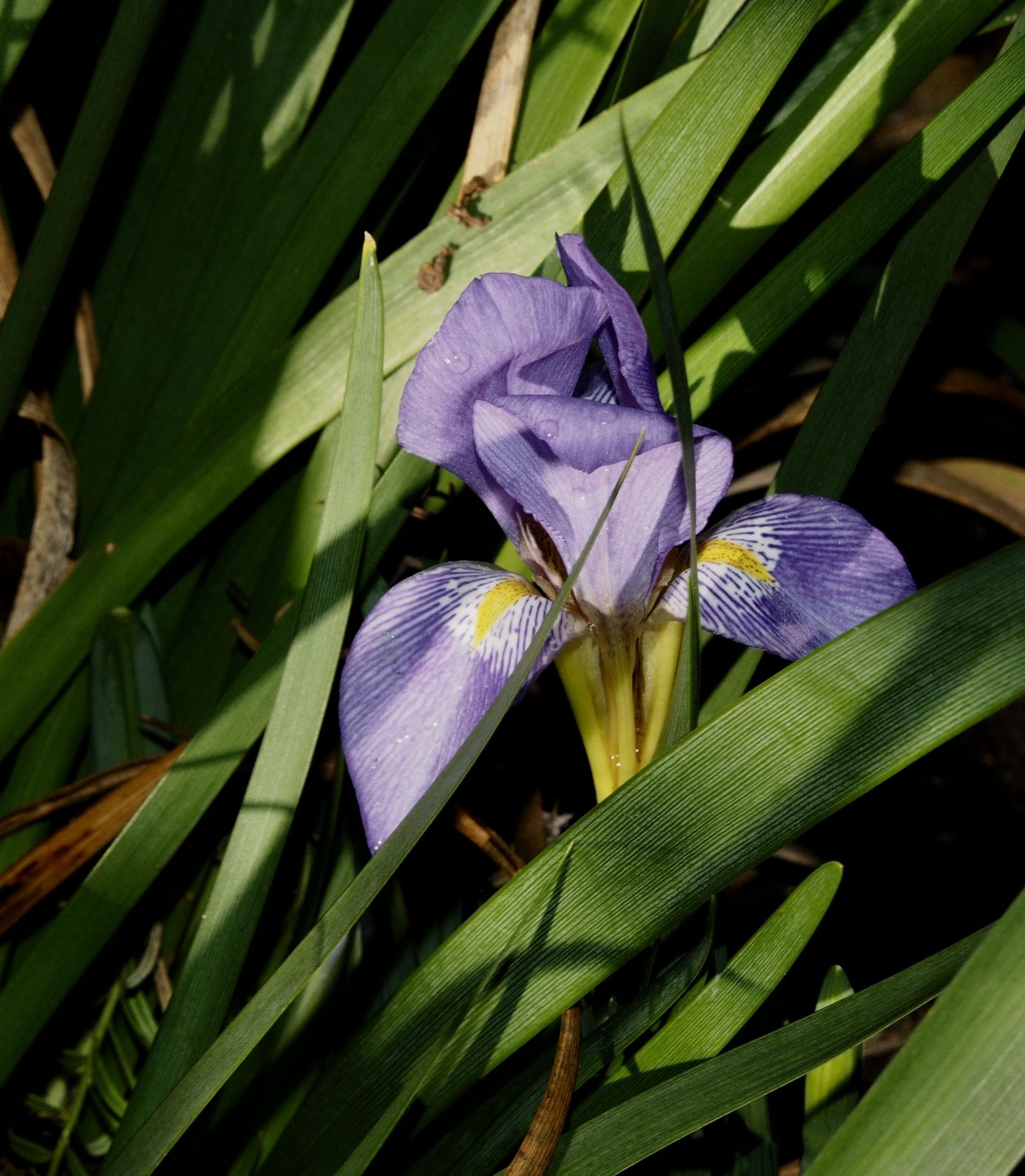 Image of Iris lazica