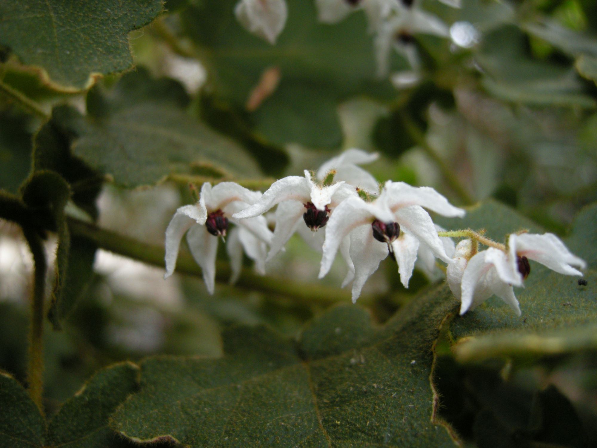 Image of Thomasia solanacea