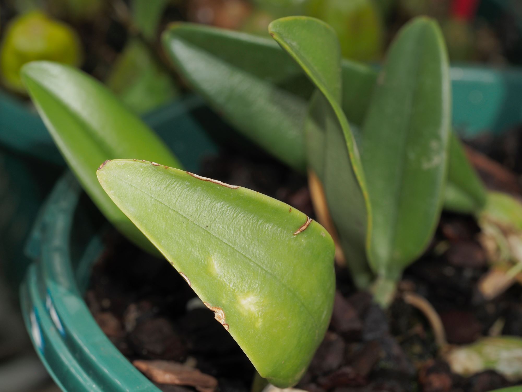 Image of Bulbophyllum picturatum