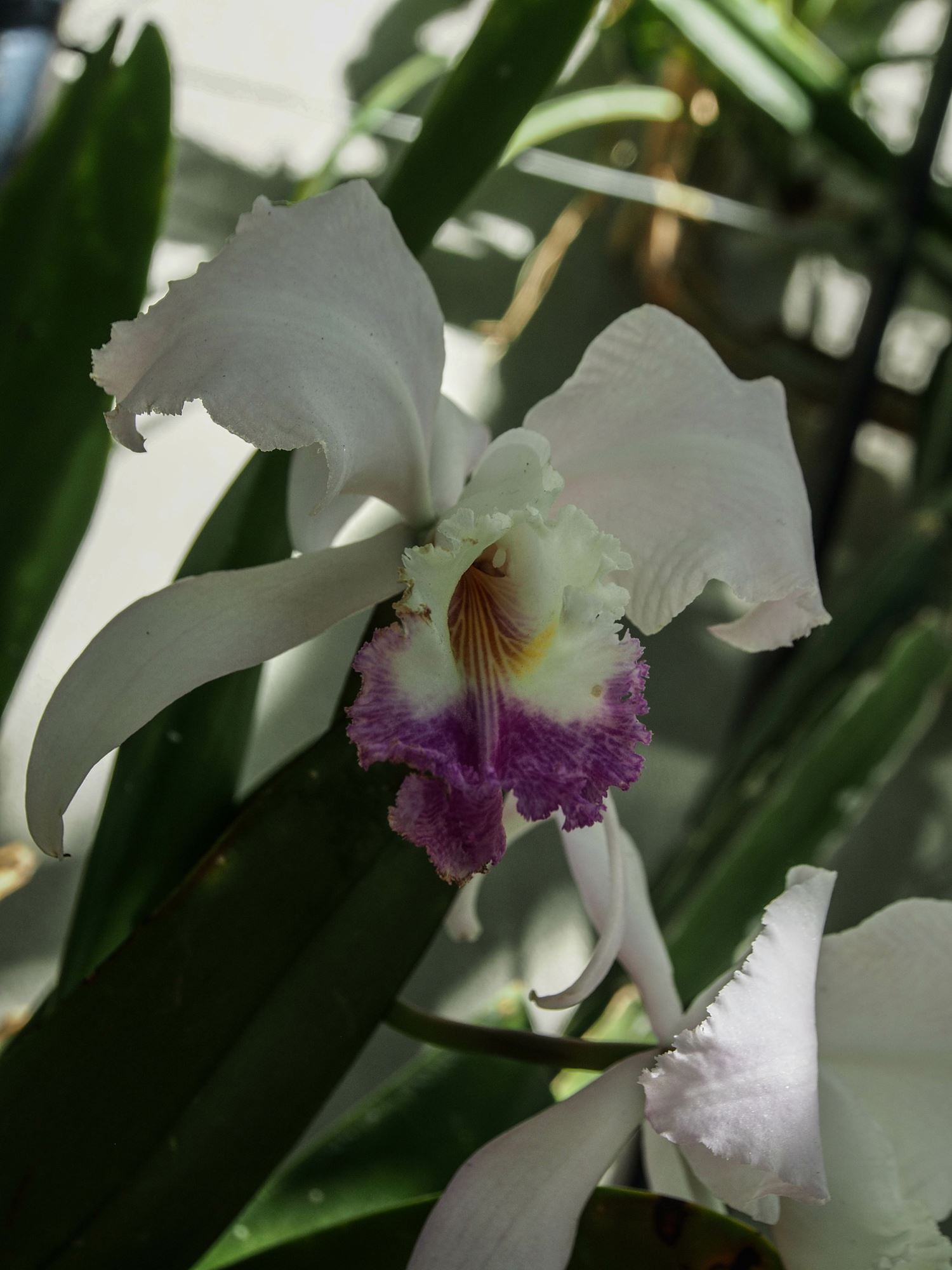 Image of Cattleya trianae