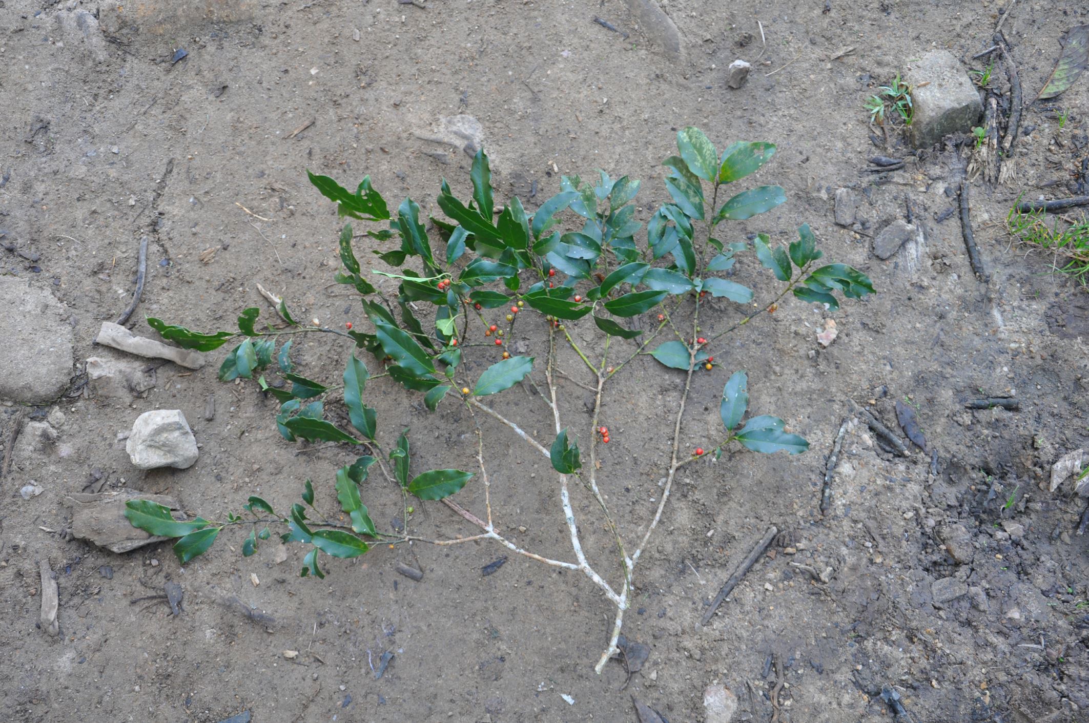 Image of Ilex cinerea