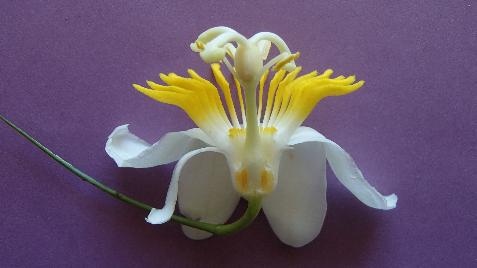 Image of Passiflora emarginata