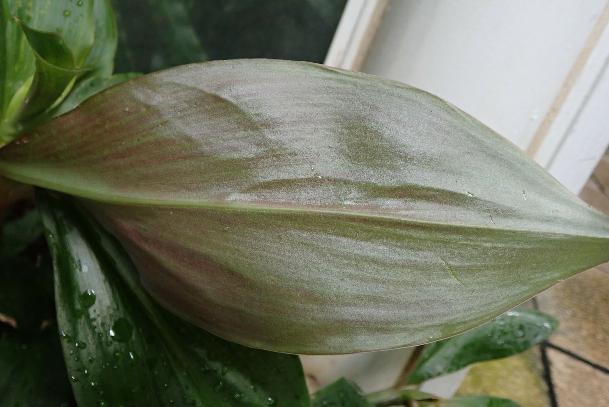Image of Chamaecostus cuspidatus