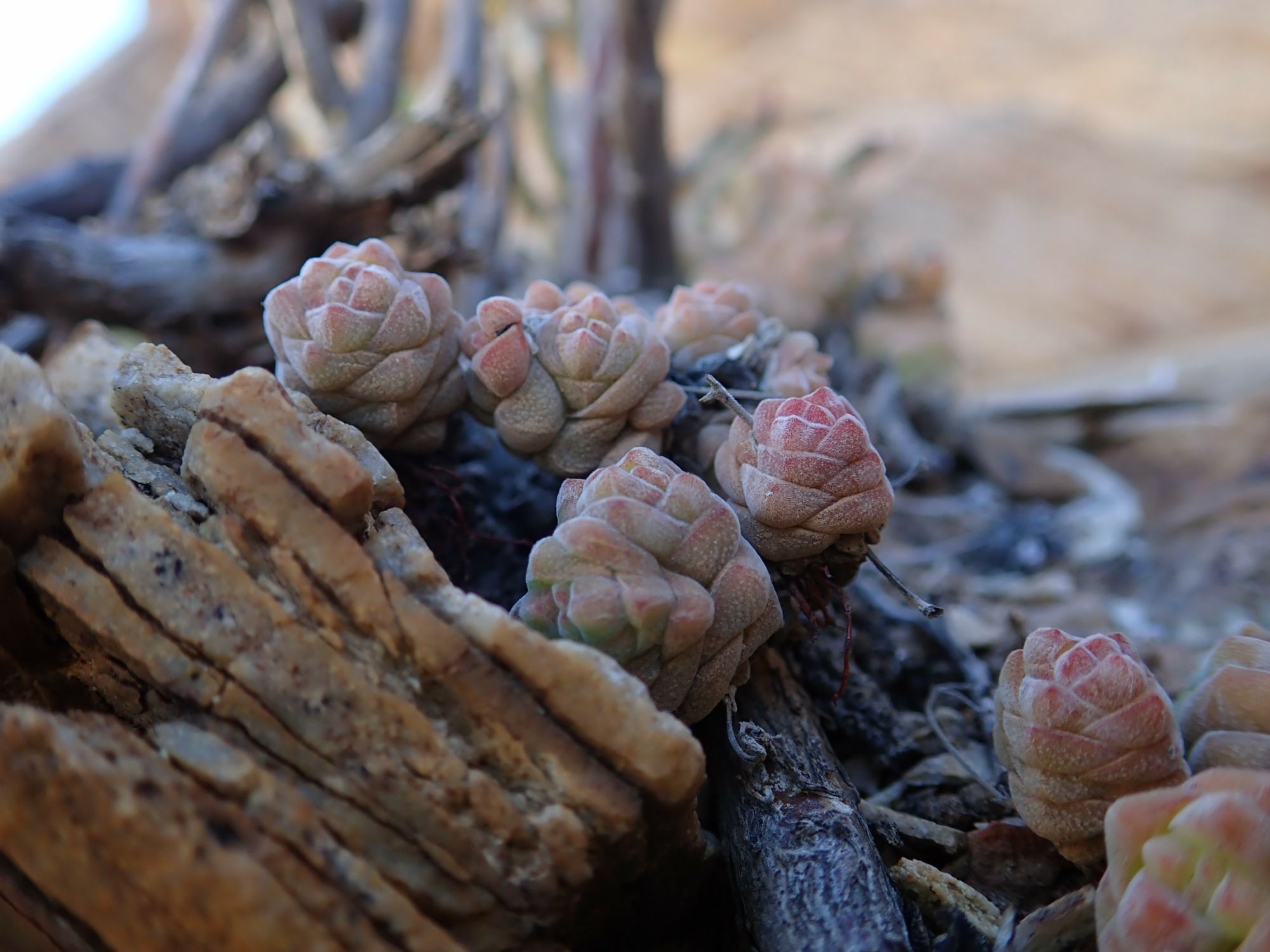 Image of Crassula columella