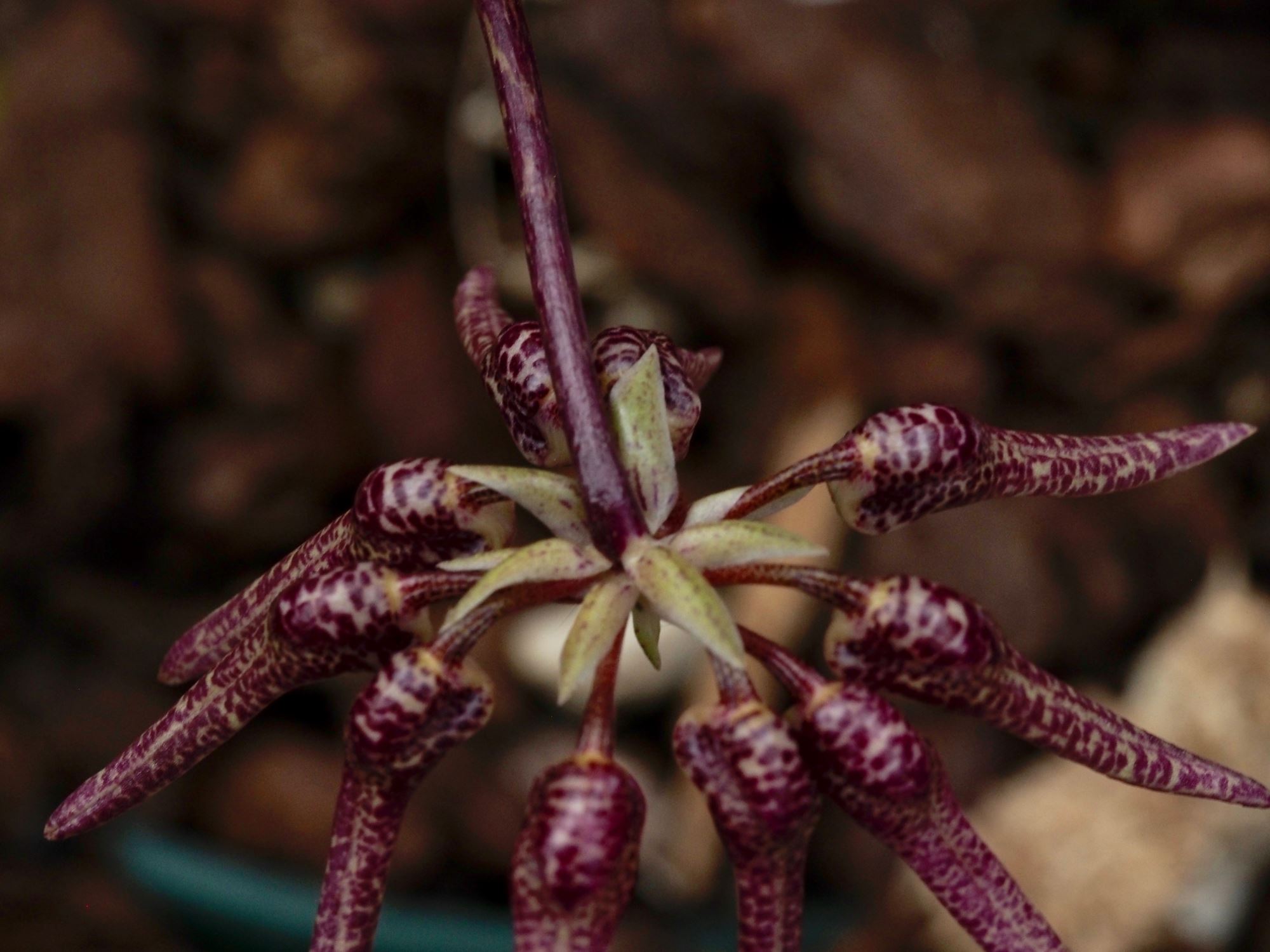 Image of Bulbophyllum umbellatum