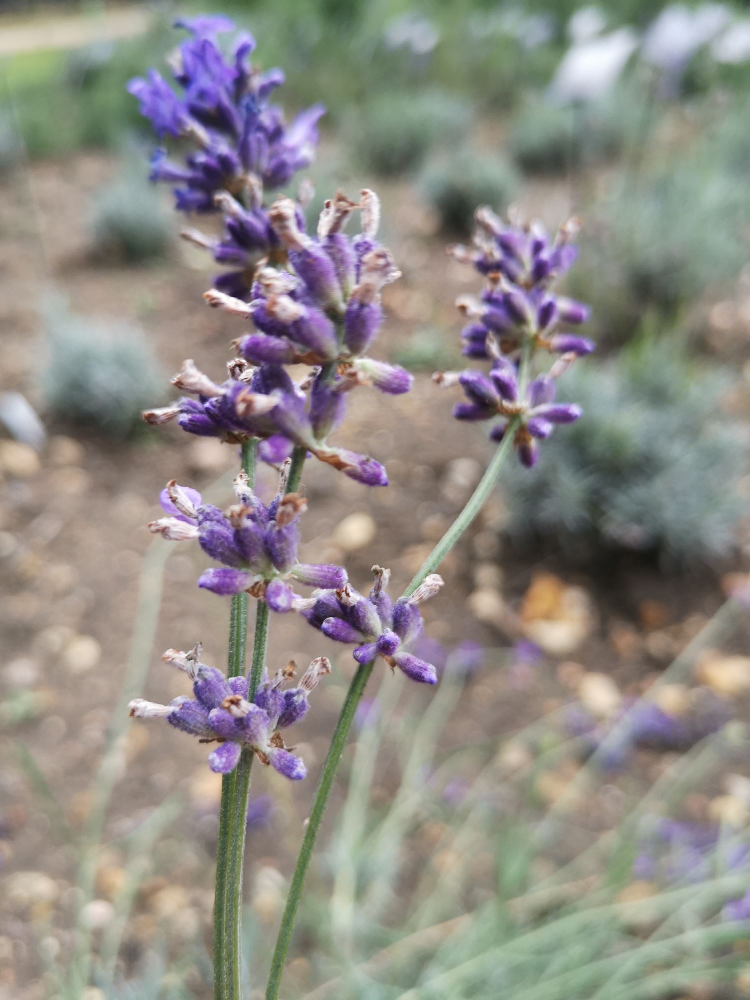Image of Lavandula angustifolia 'Bridestowe Phillipa'