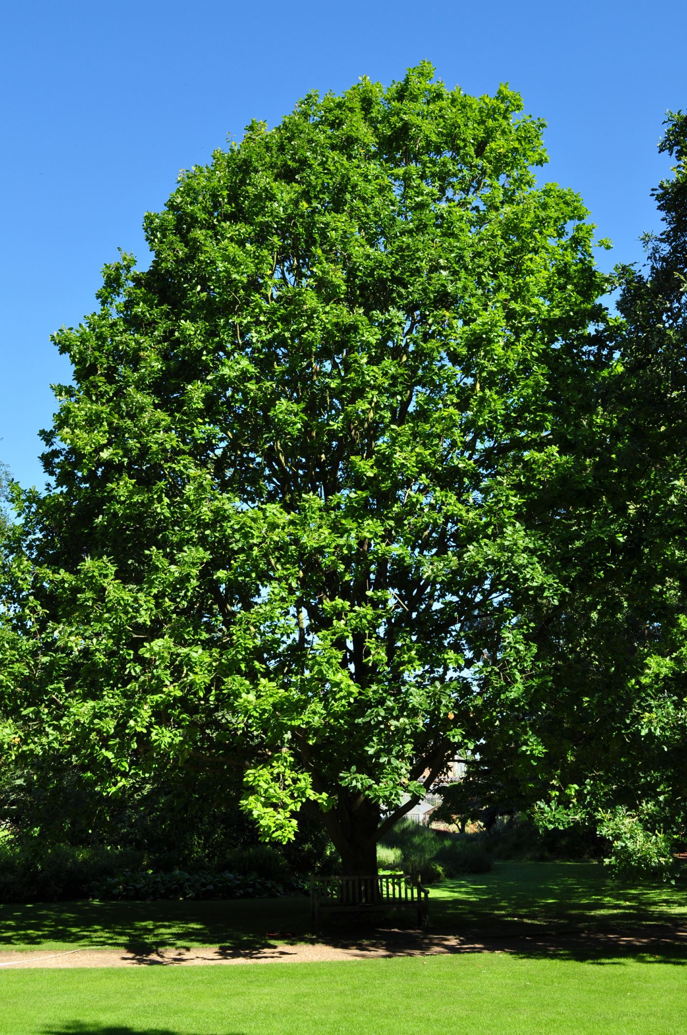 Image of Quercus canariensis