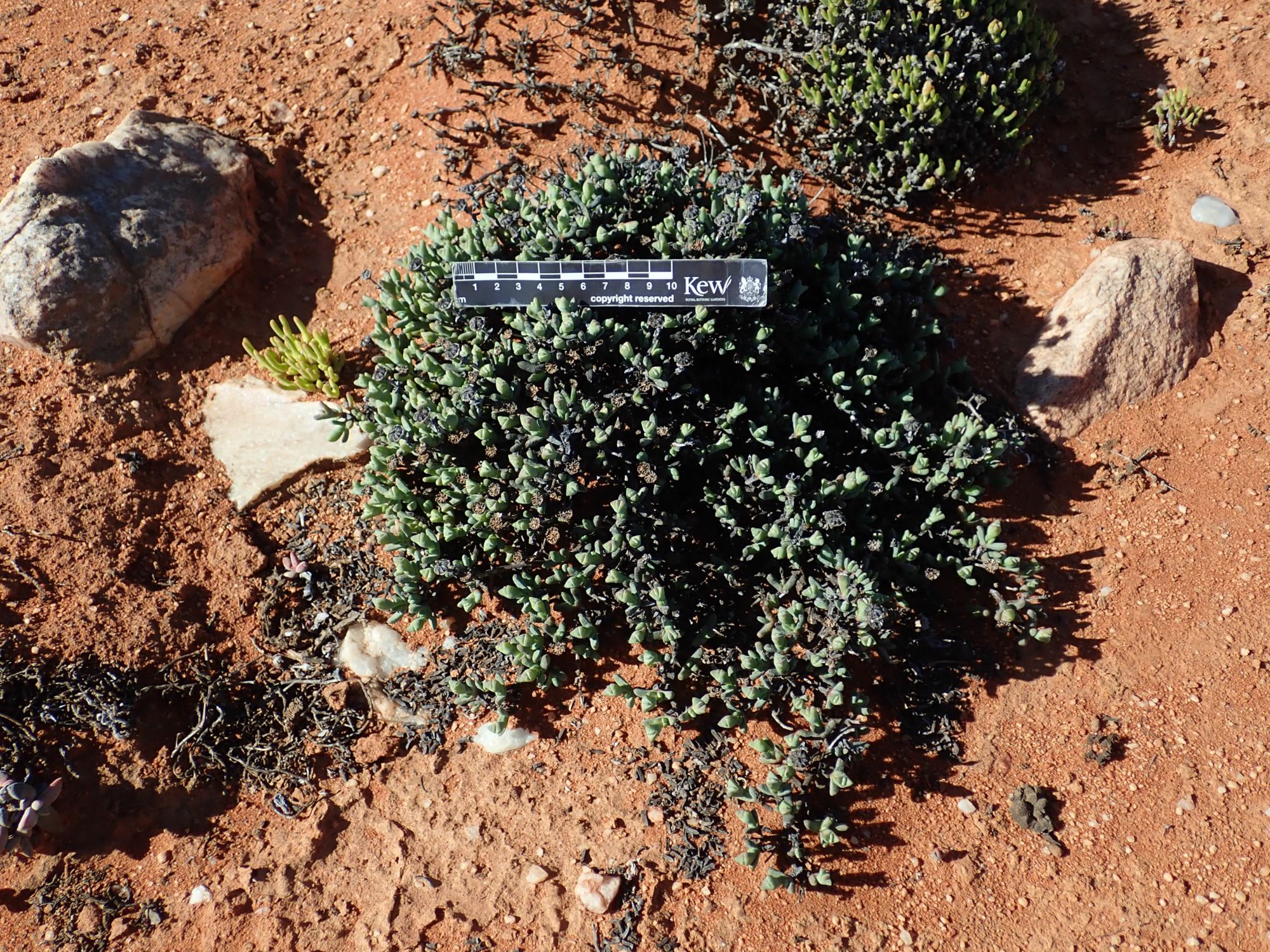 Image of Leipoldtia sp.
