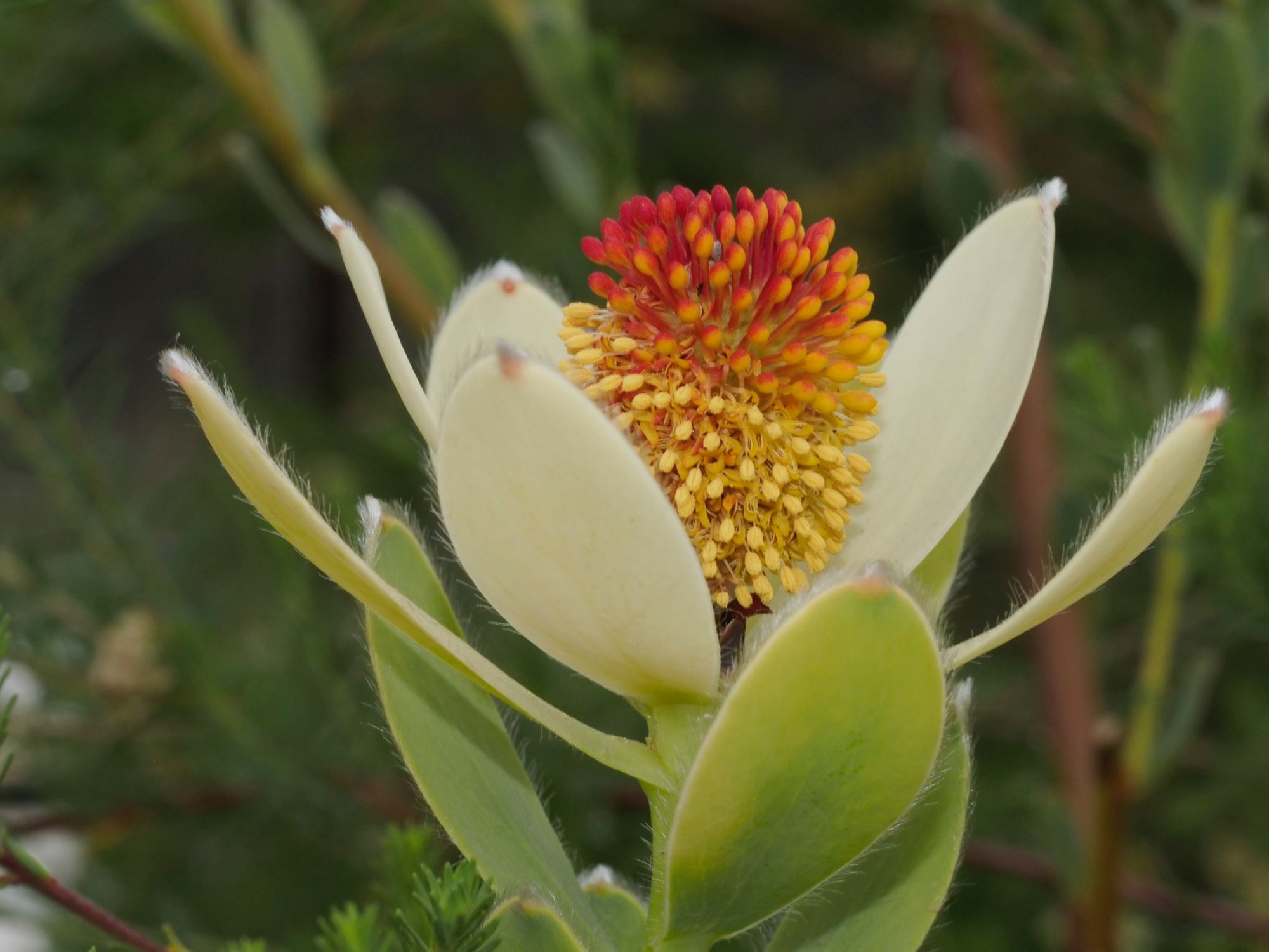 Image of Leucadendron discolor