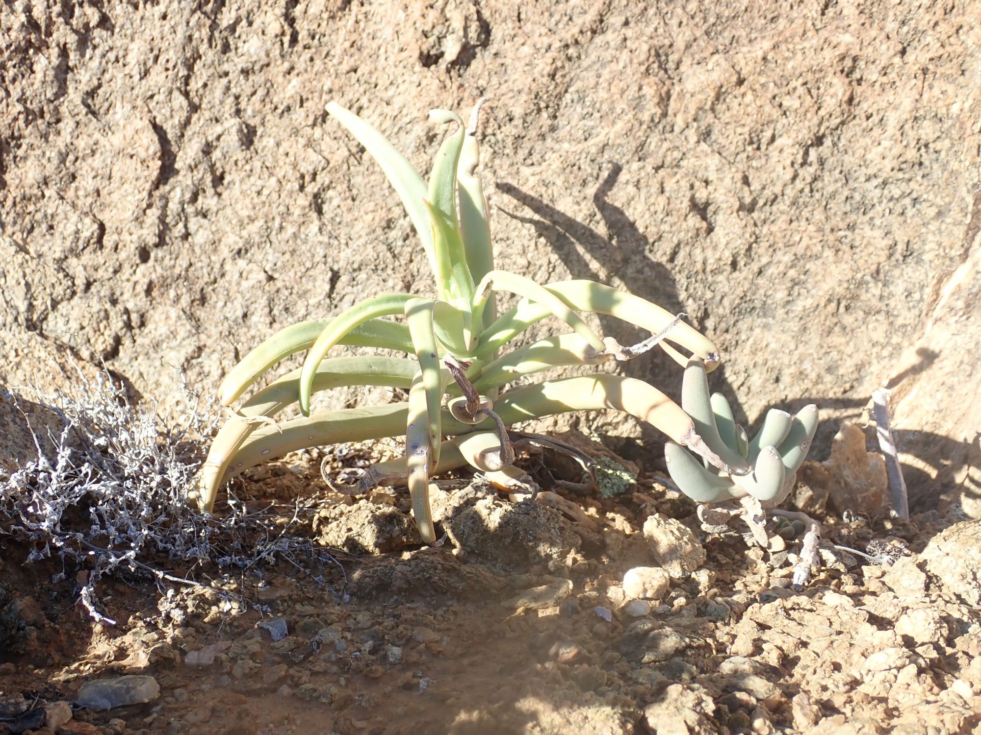 Image of Crassula fusca