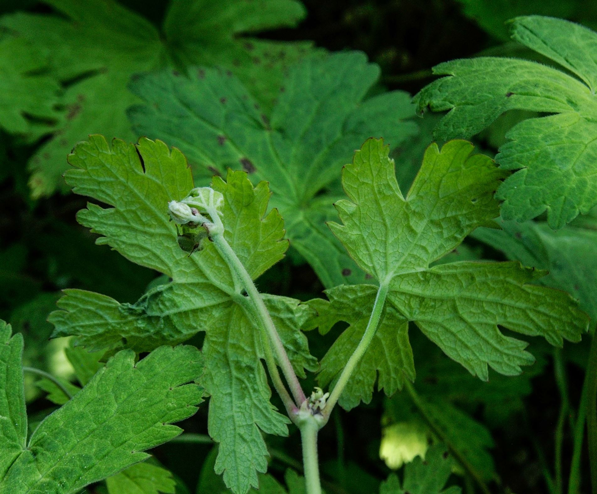 Image of Geranium procurrens Ã— G. psilostemon 'Ann Folkard'