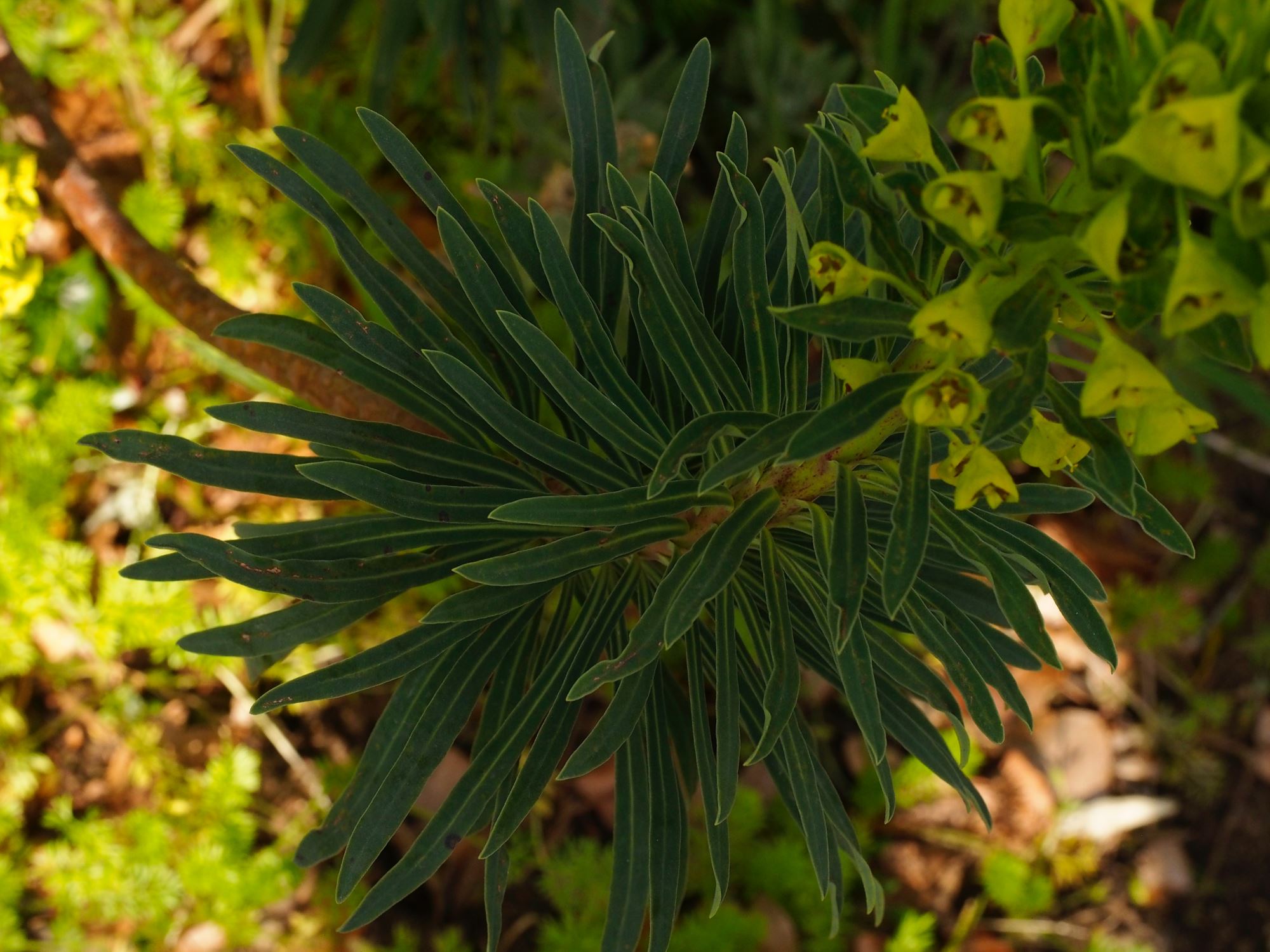 Image of Euphorbia characias subsp. wulfenii