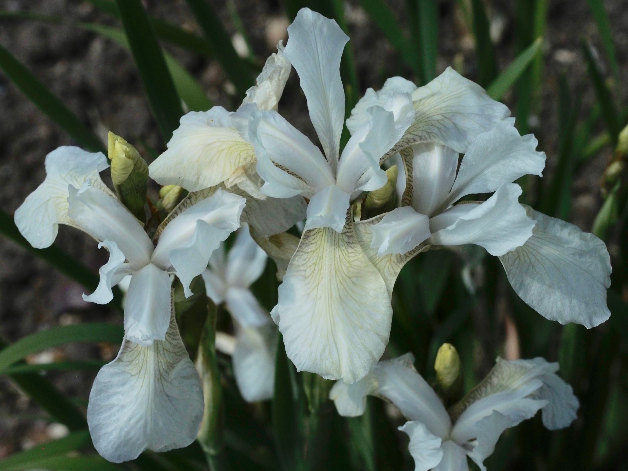 Image of Iris sibirica 'Alba'