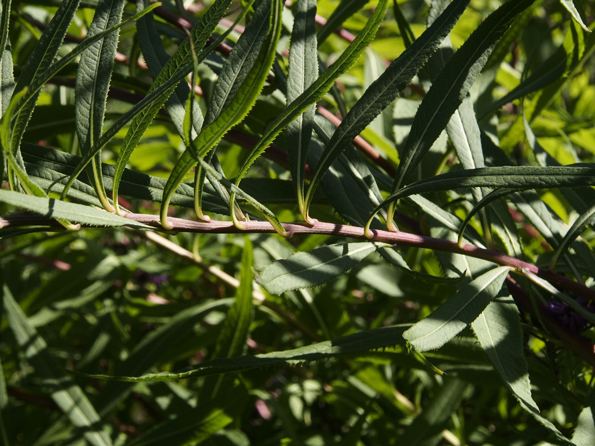 Image of Vernonia altissima