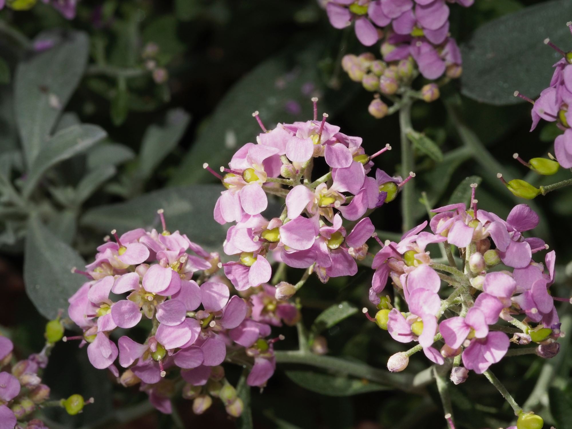 Image of Ptilotrichum spinosa 'Roseum'