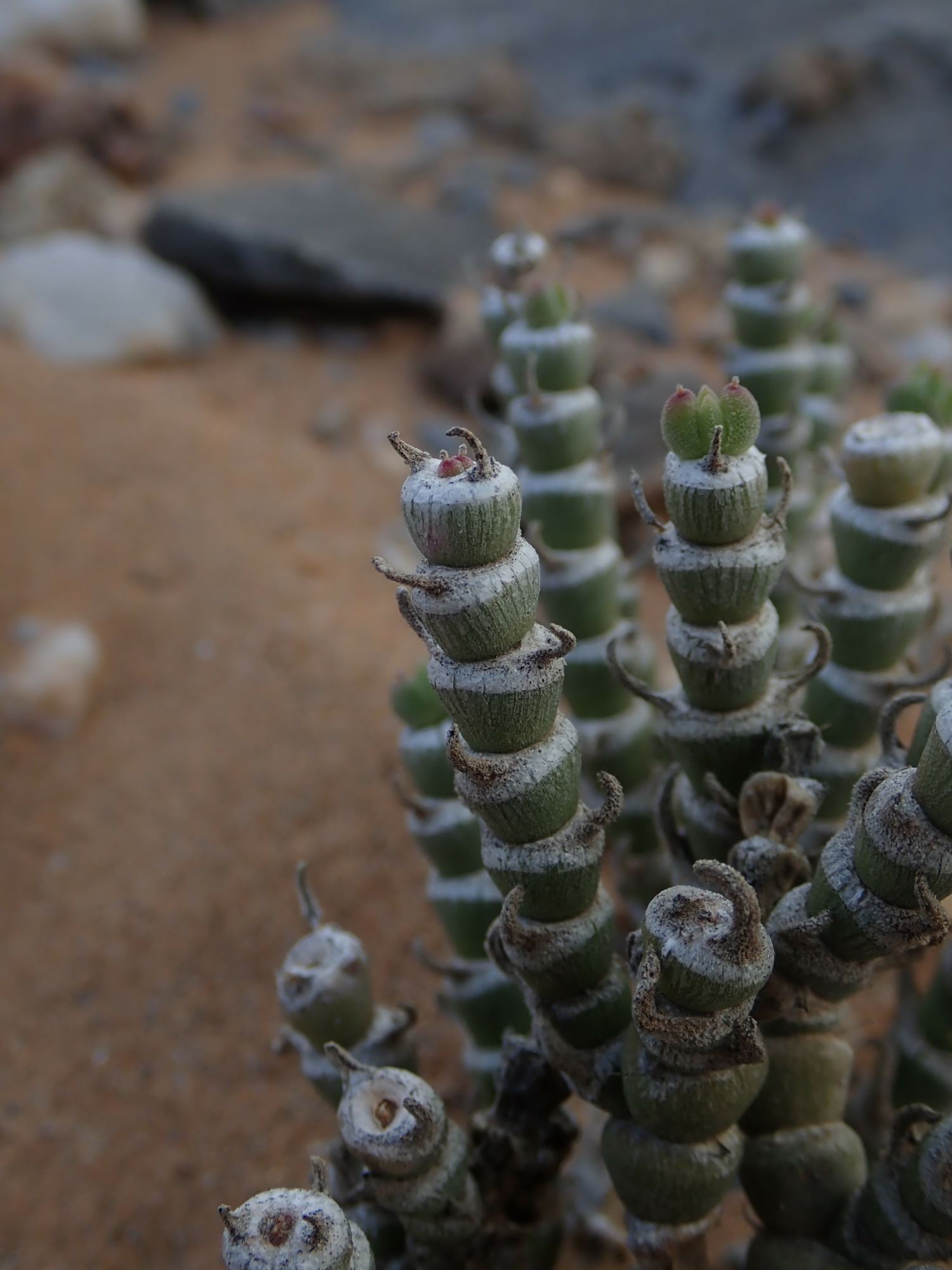 Image of Mesembryanthemum tomentosum