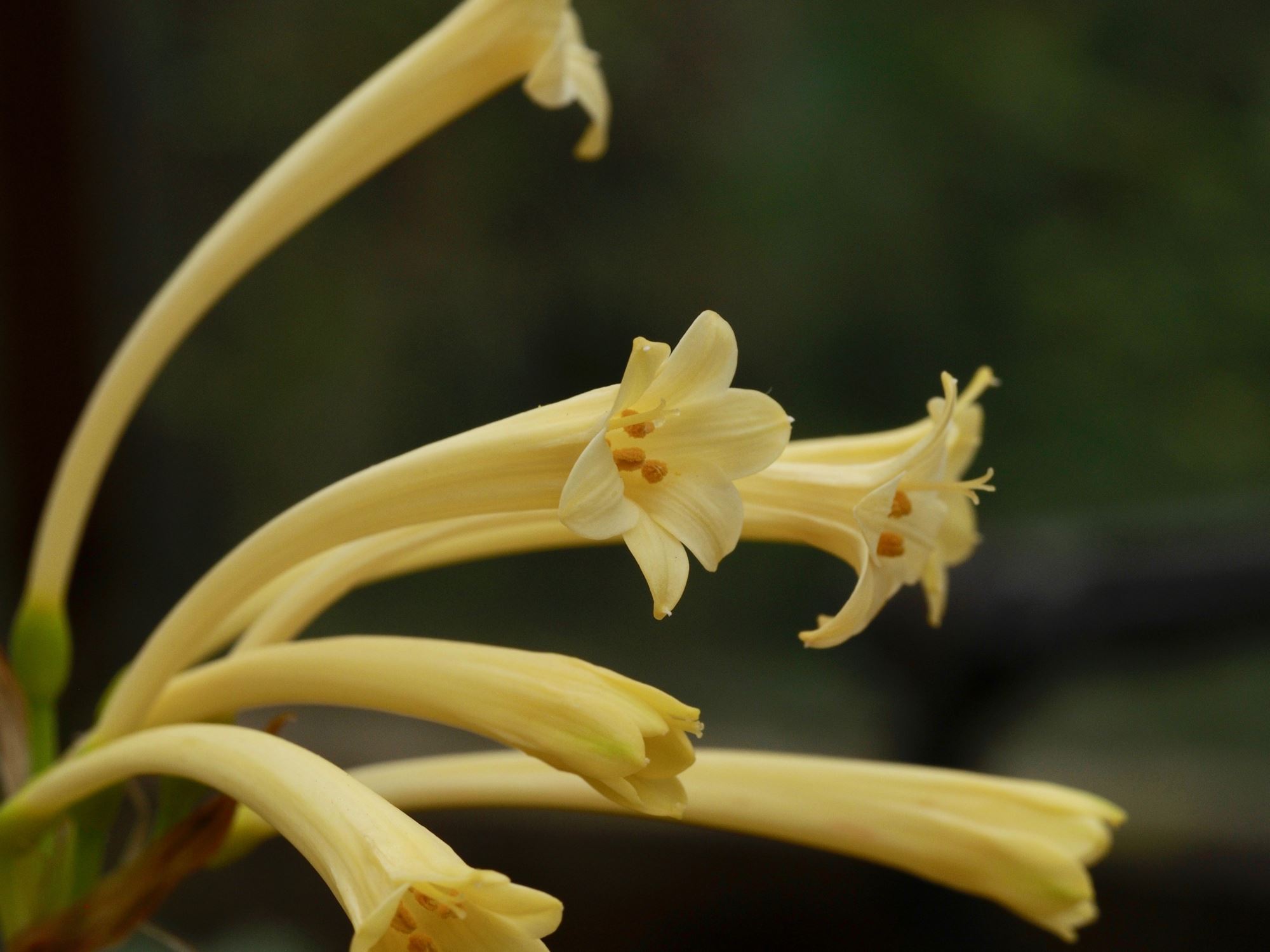 Image of Cyrtanthus mackenii var. cooperi
