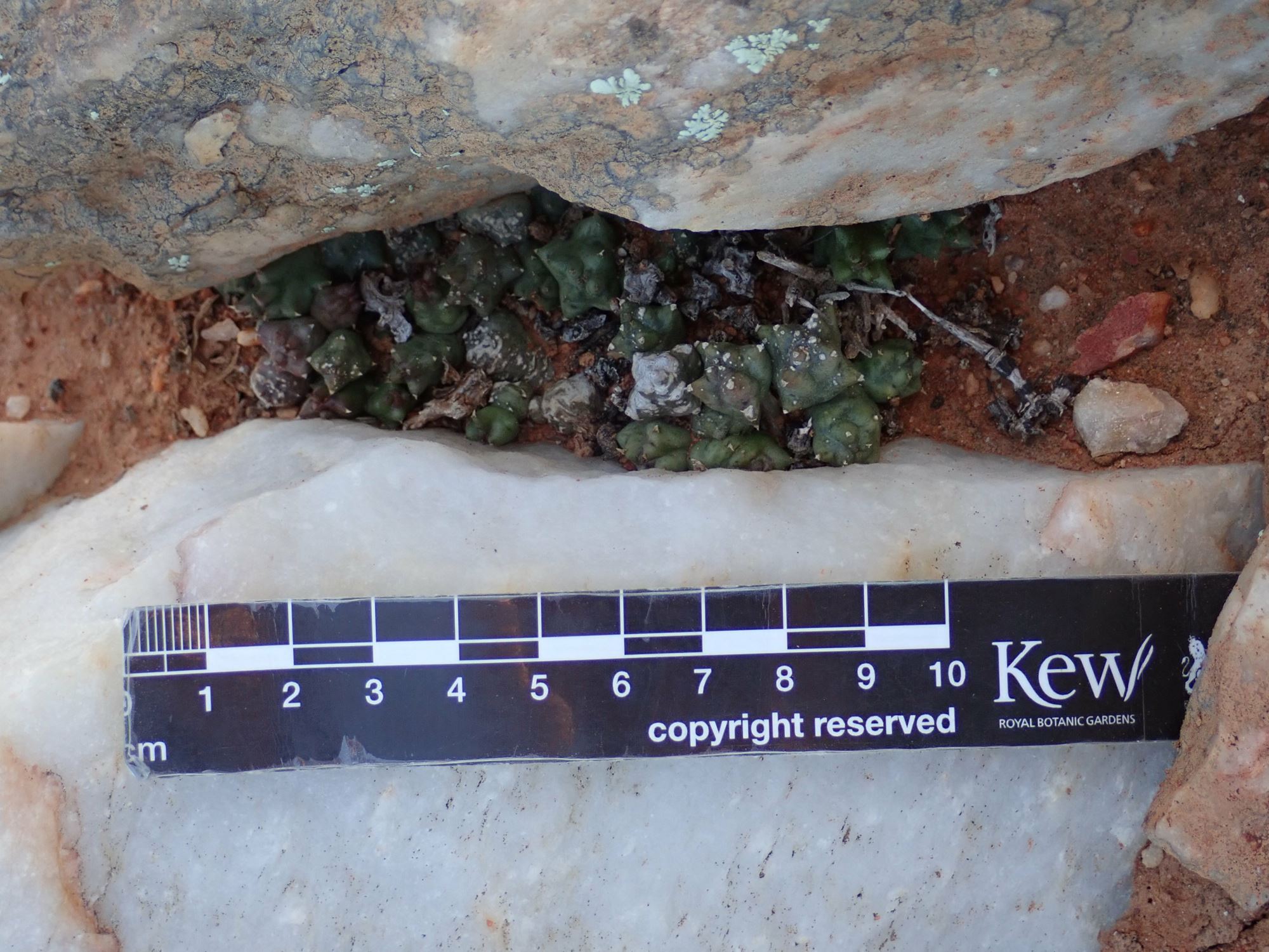 Image of Duvalia caespitosa
