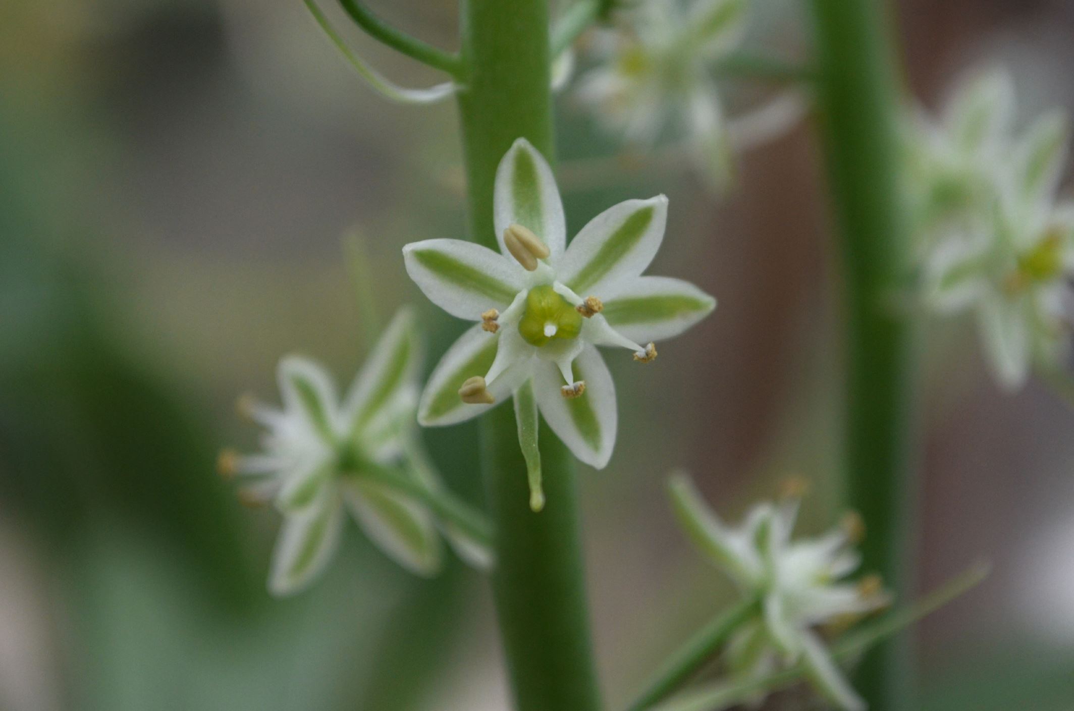 Image of Albuca bracteata
