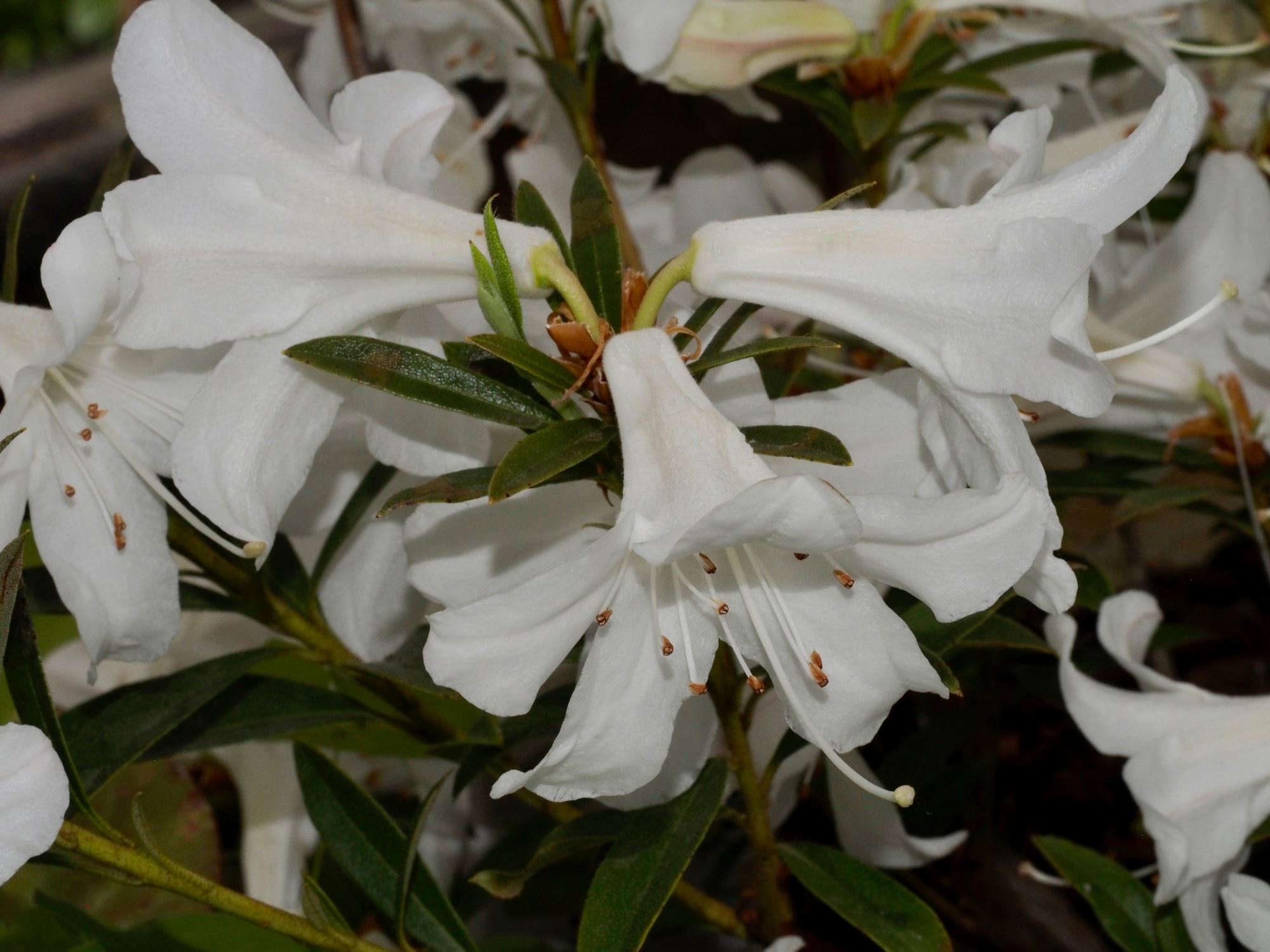 Image of Rhododendron formosum var. formosum