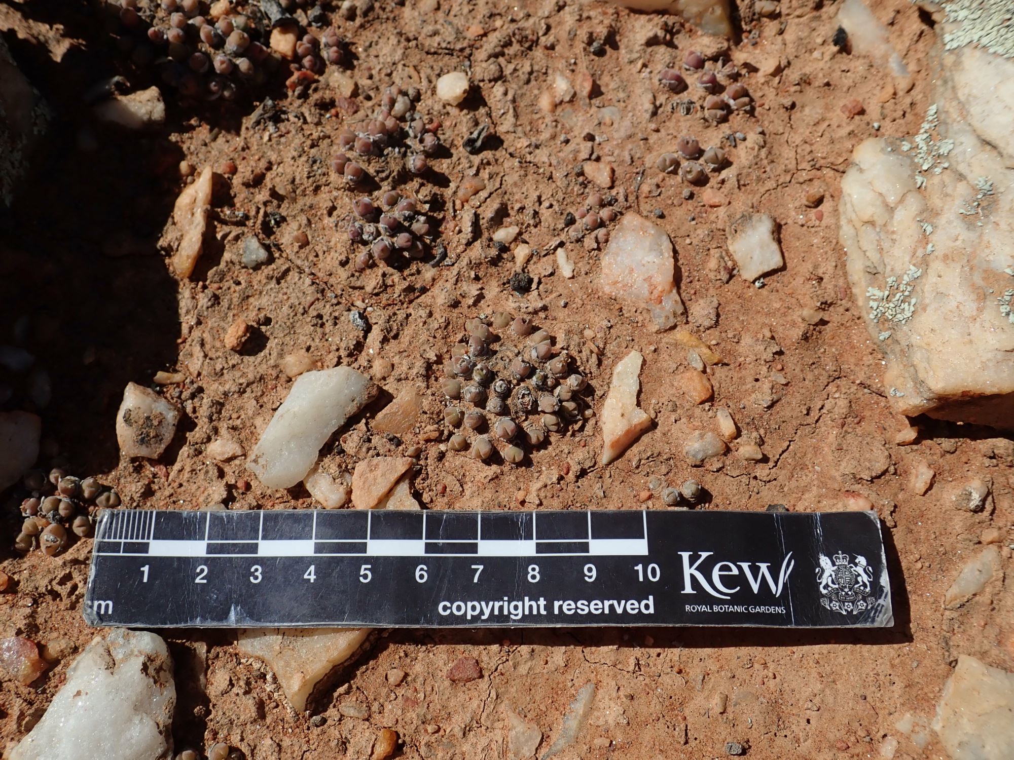 Image of Conophytum hians