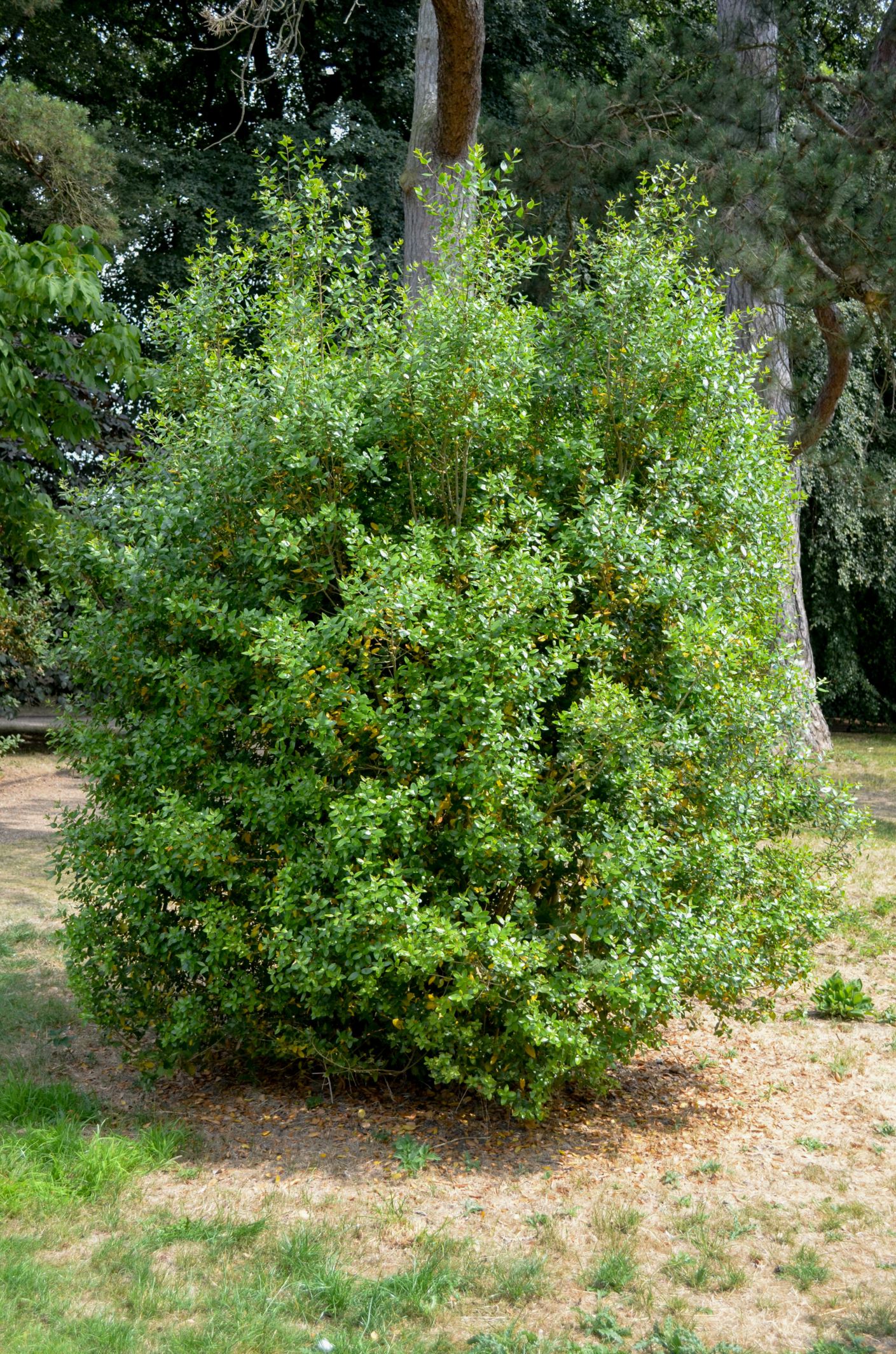 Image of Phillyrea latifolia