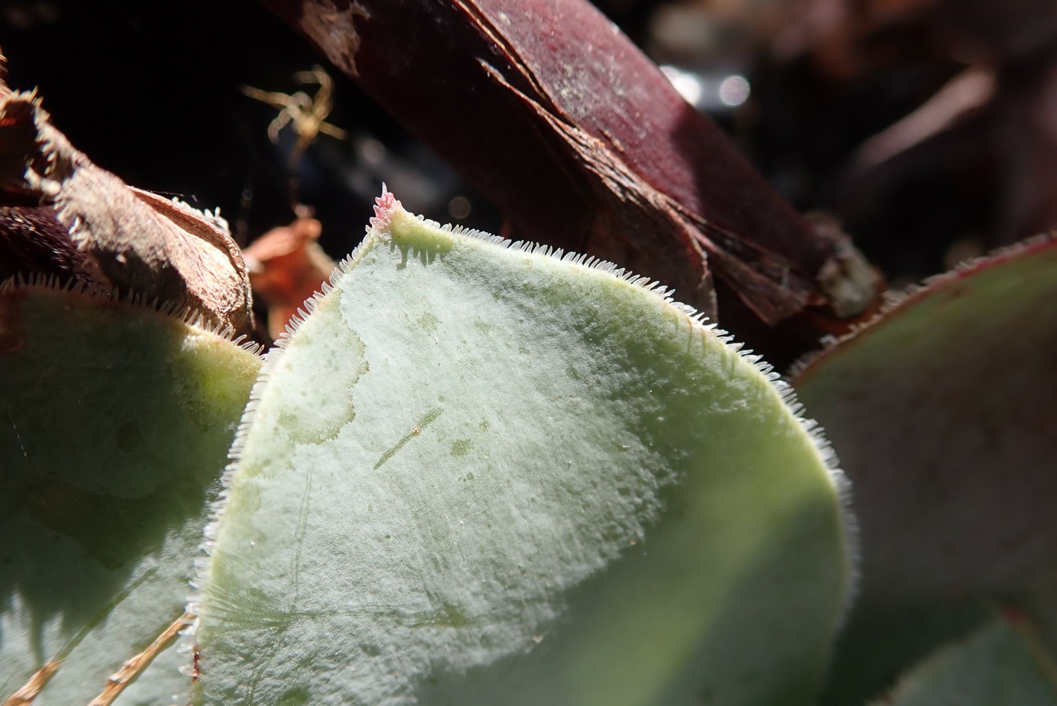 Image of Aeonium cuneatum