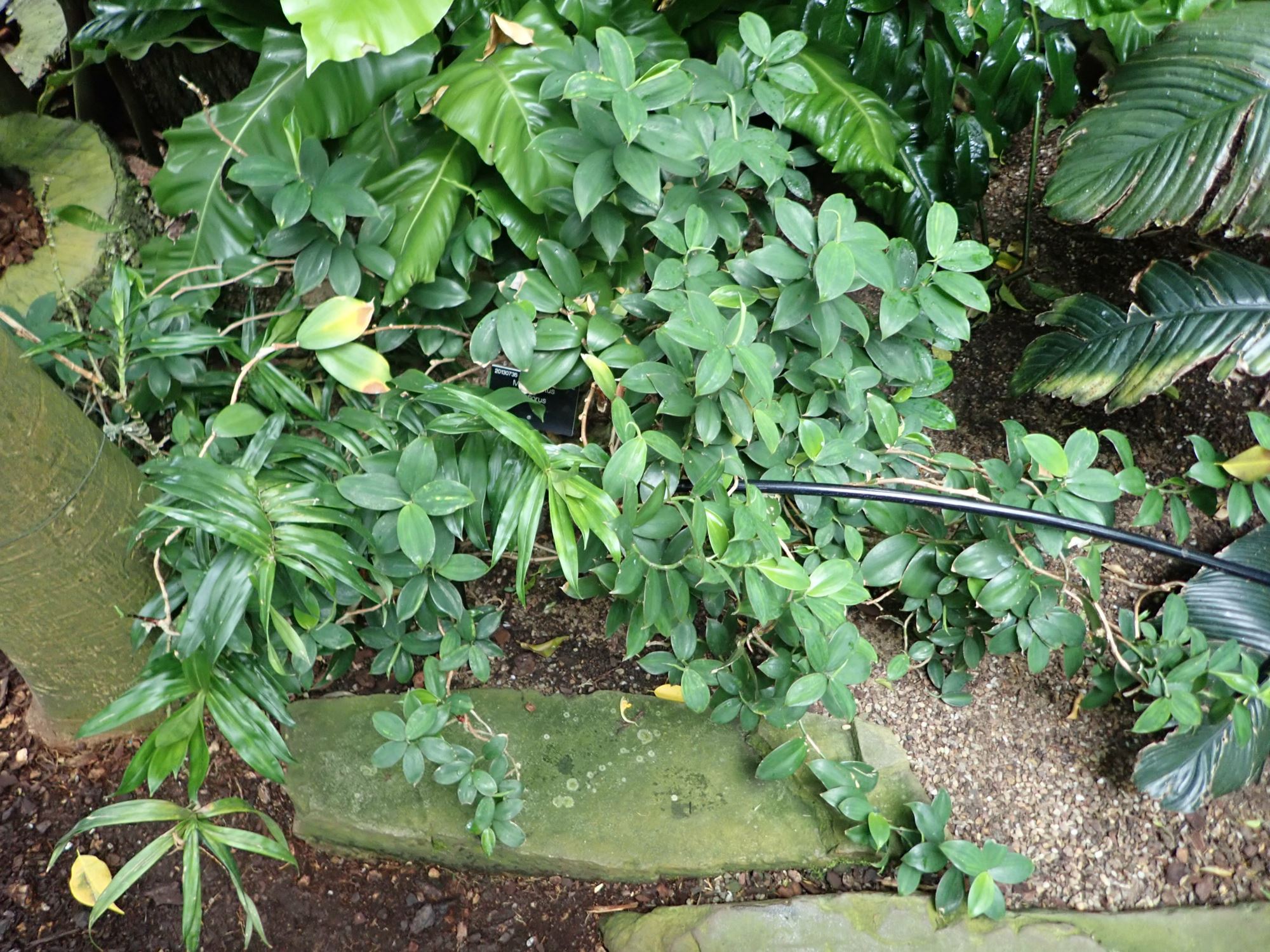 Image of Monocostus uniflorus