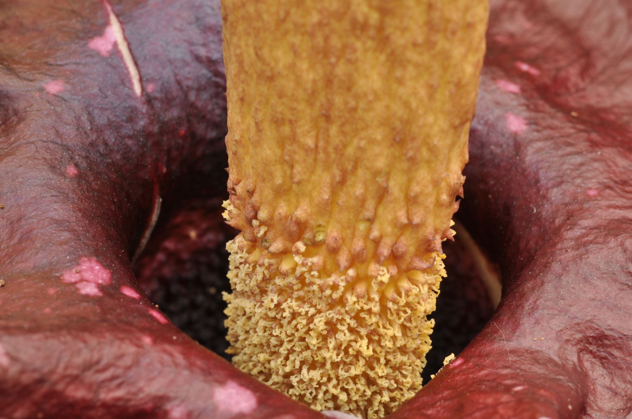Image of Amorphophallus henryi