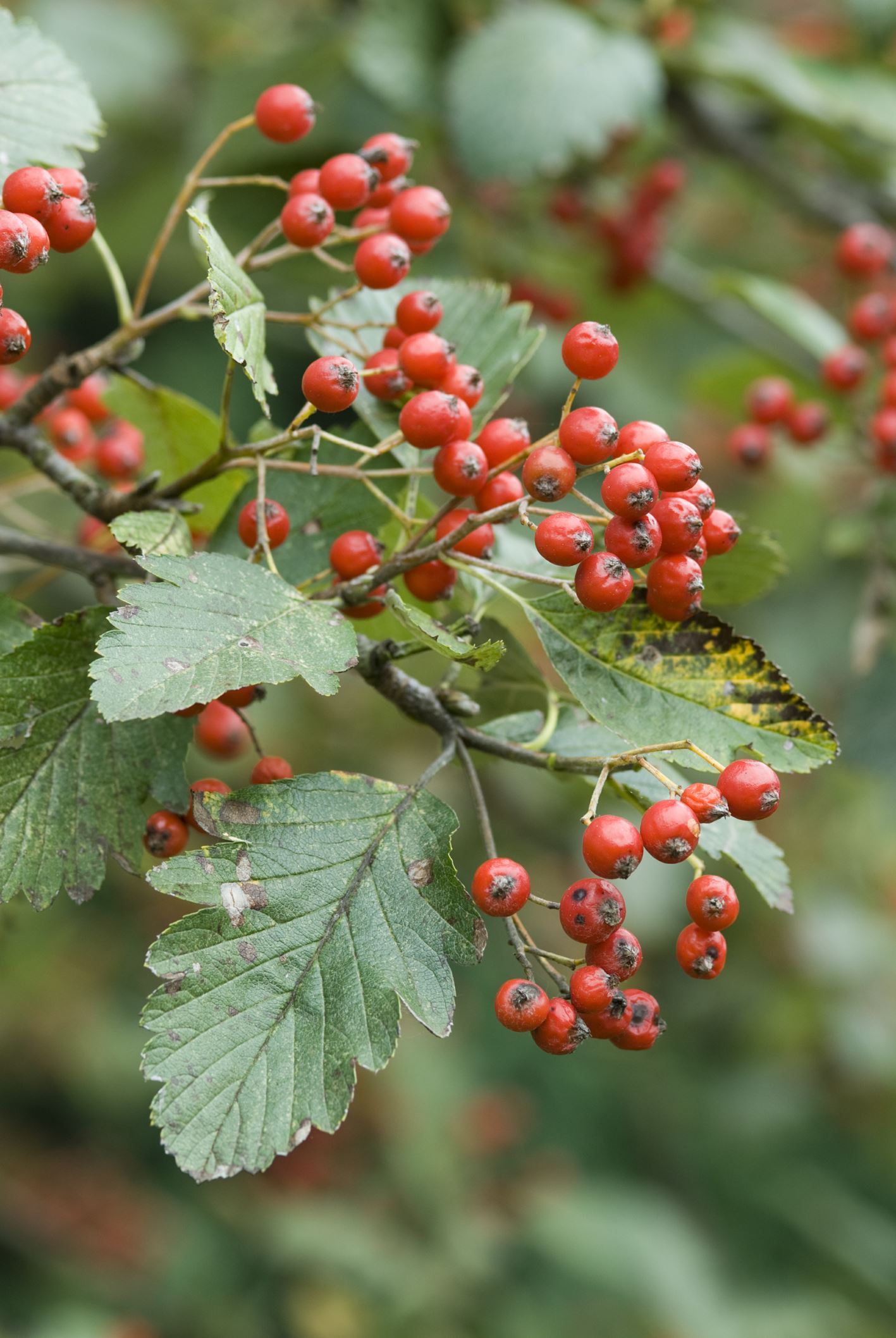 Image of Sorbus leyana