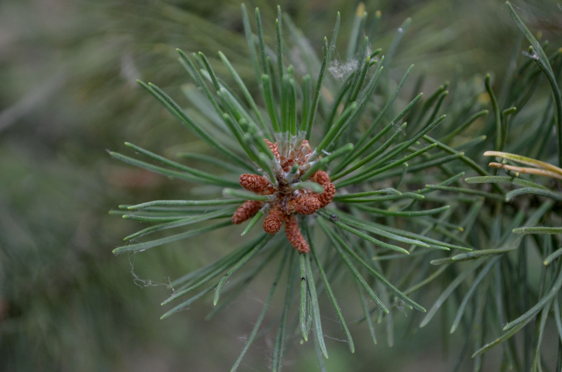 Image of Pinus mugo