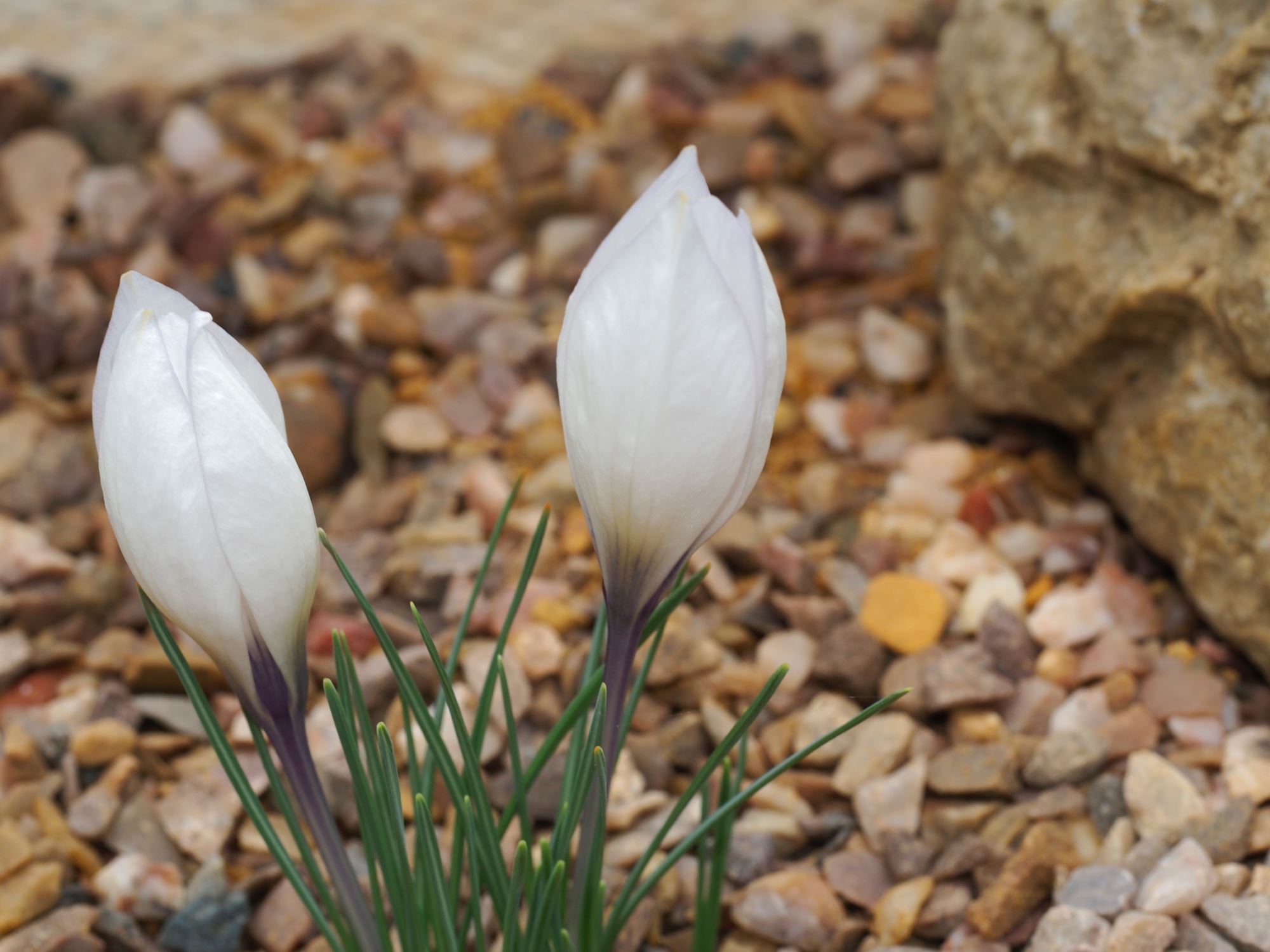 Image of Crocus mathewii