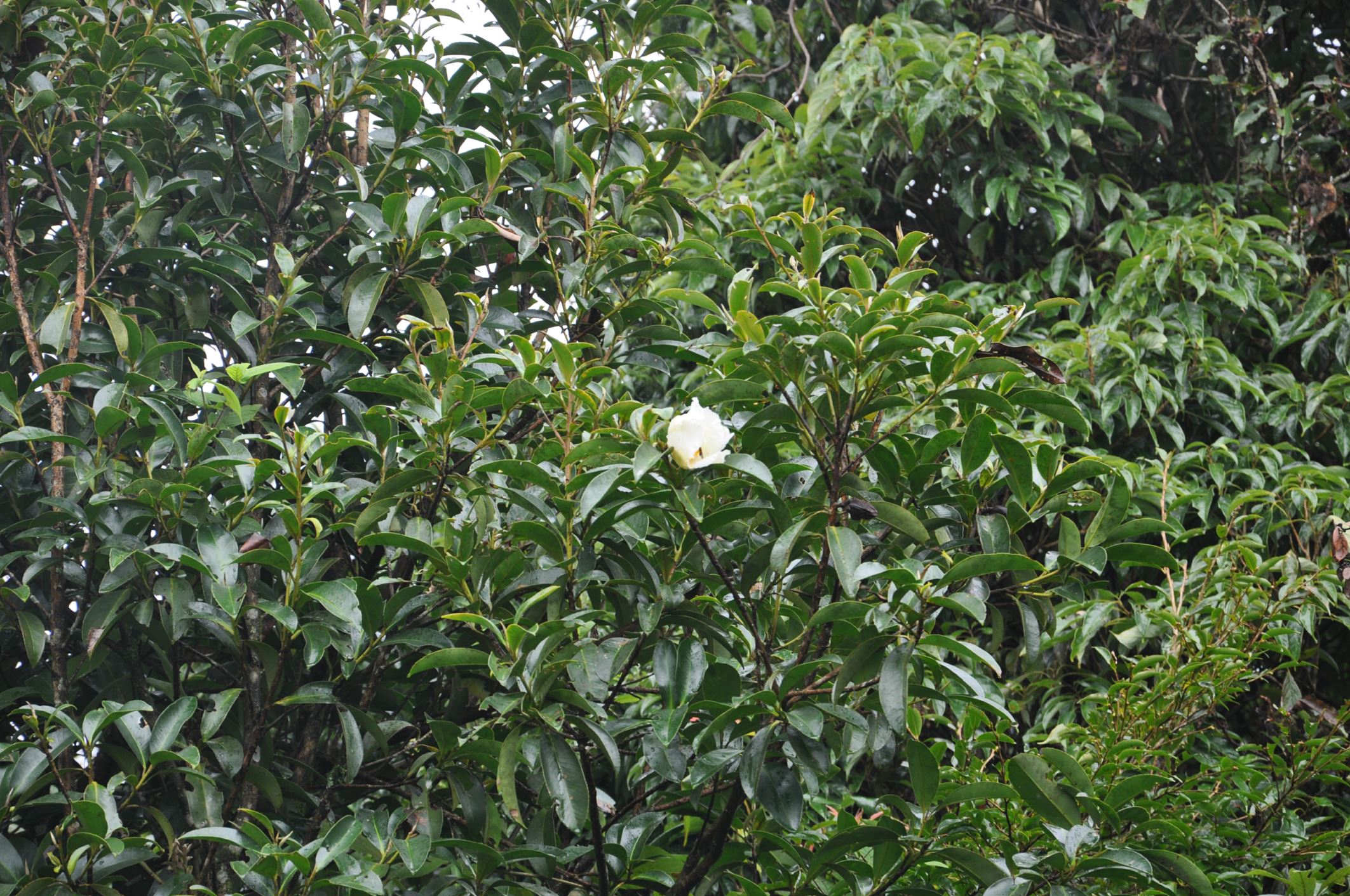 Image of Polyspora speciosa