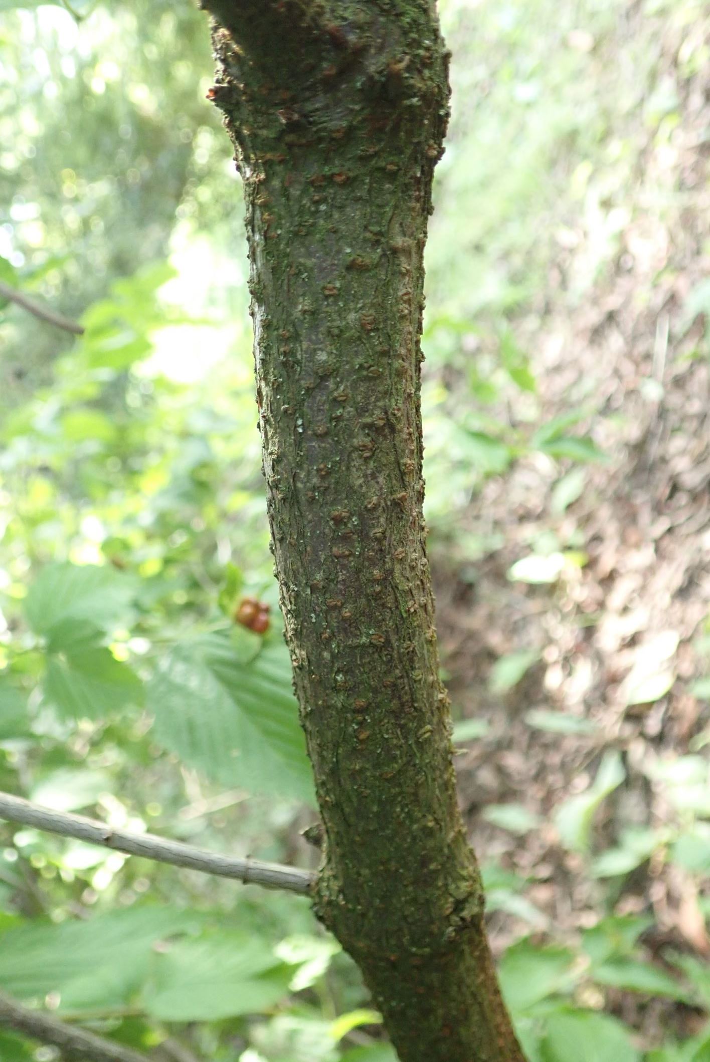 Image of Rhodotypos scandens