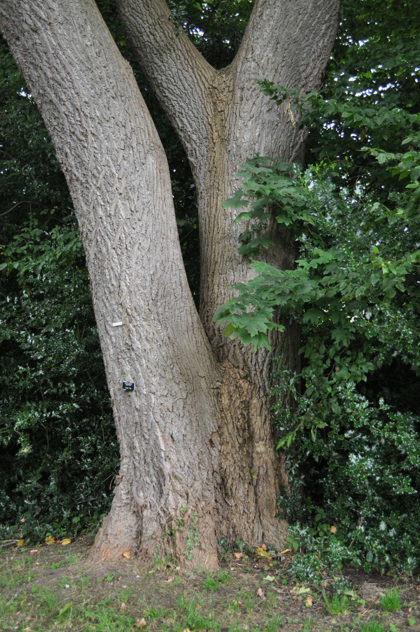 Image of Liriodendron tulipifera