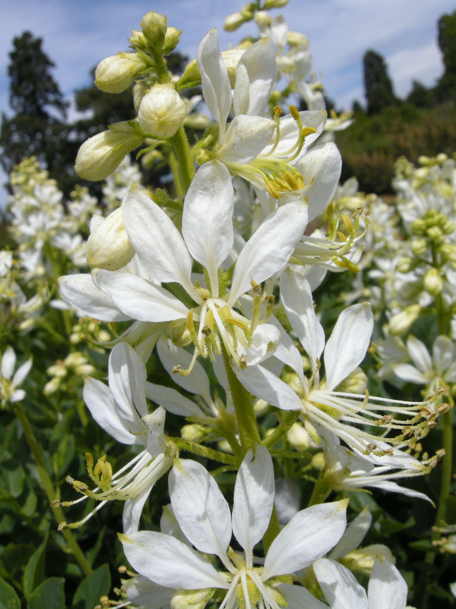 Image of Dictamnus albus