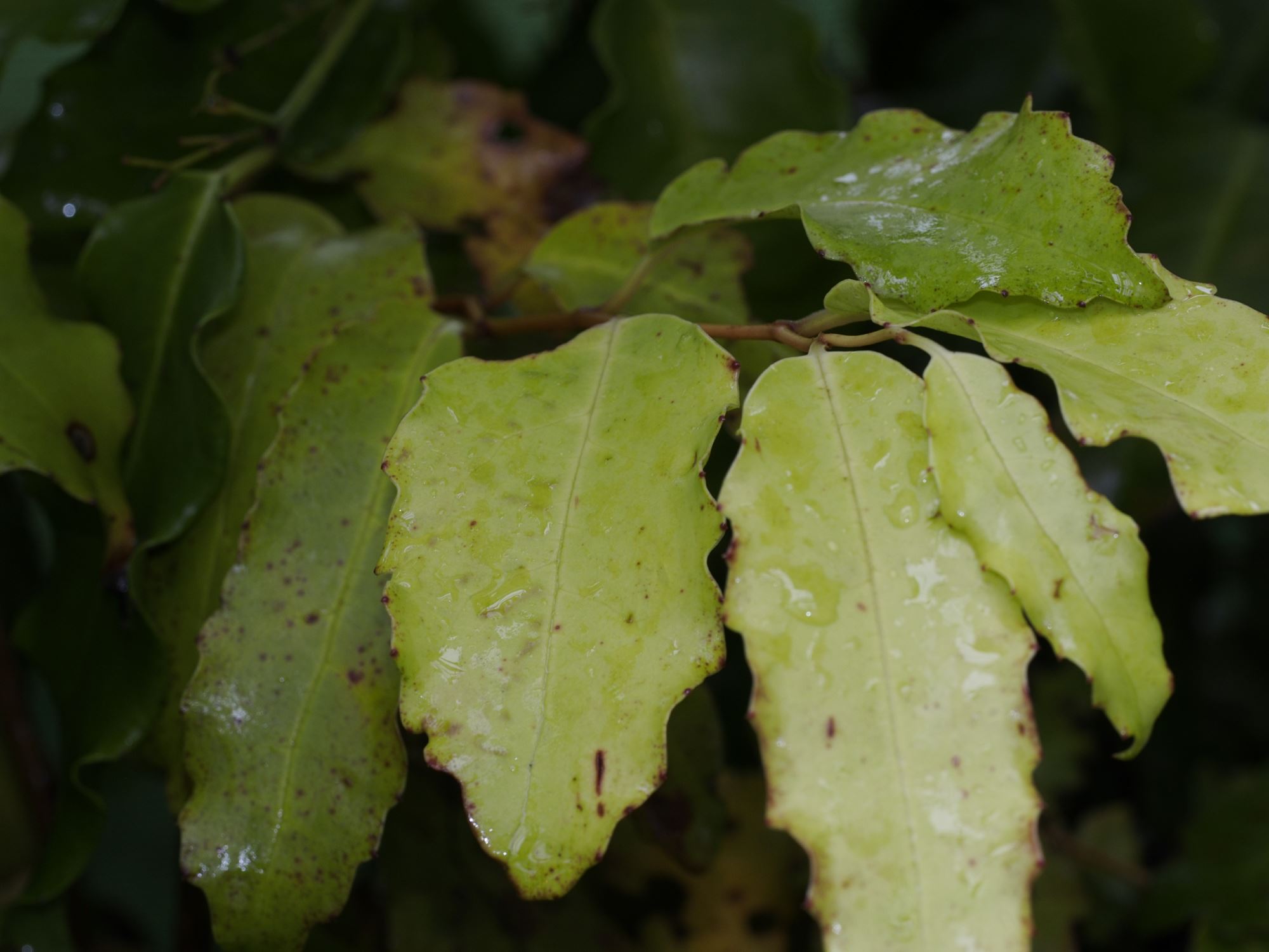 Image of Amborella trichopoda