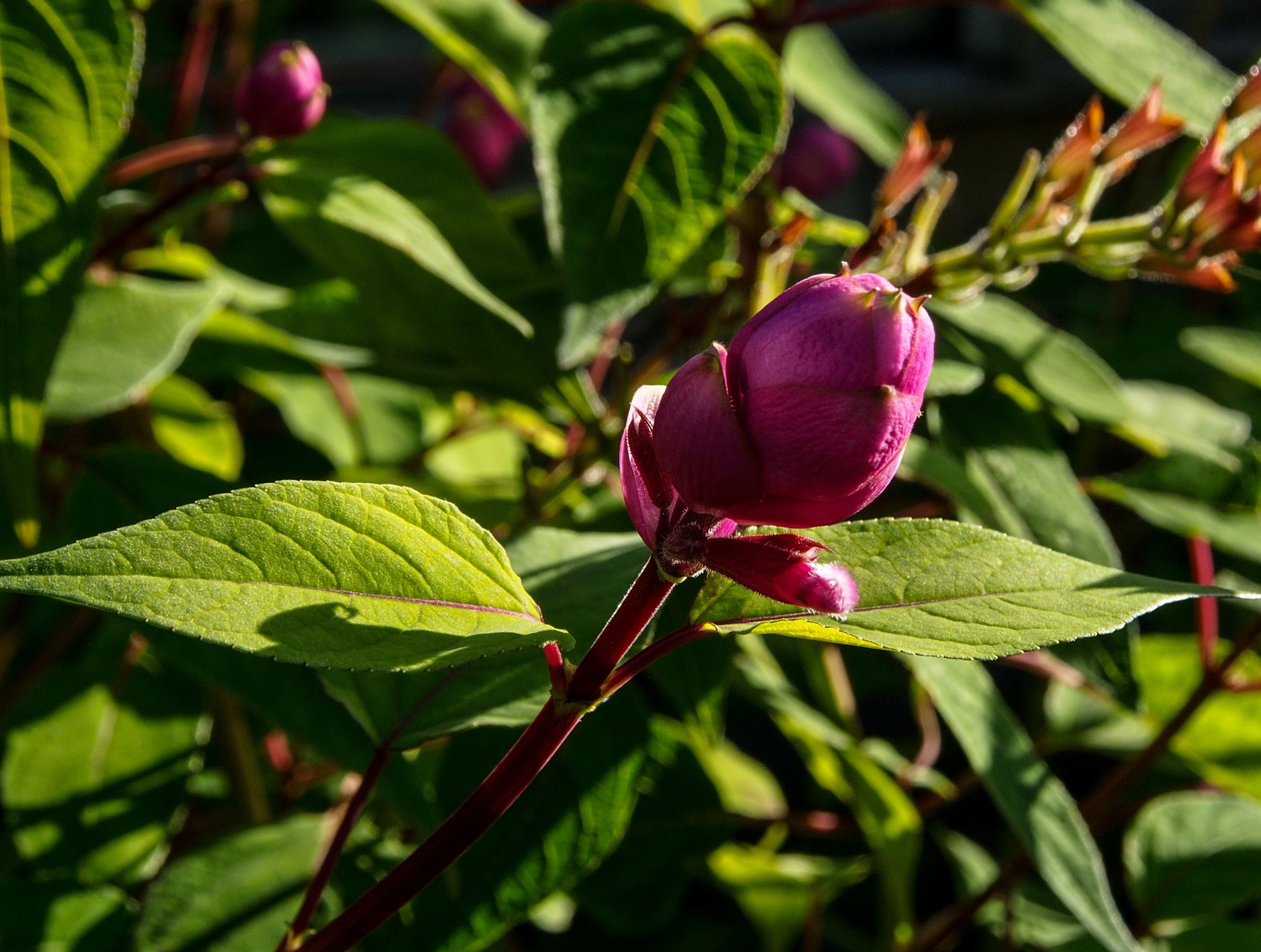 Image of Salvia involucrata 'Bethellii'