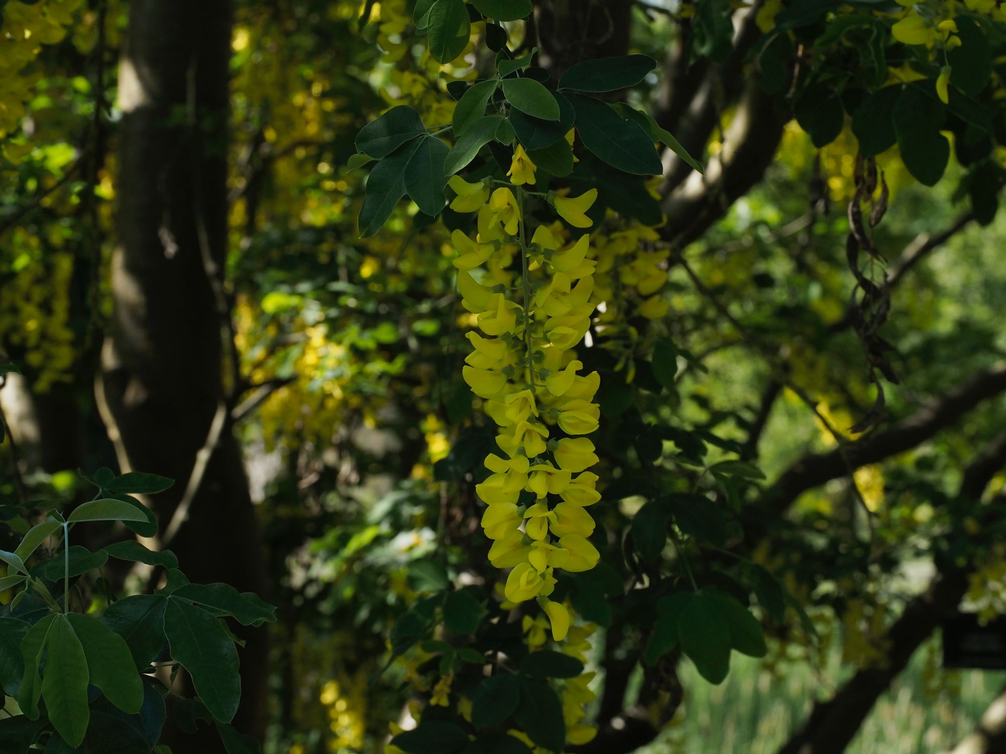 Image of Laburnum anagyroides