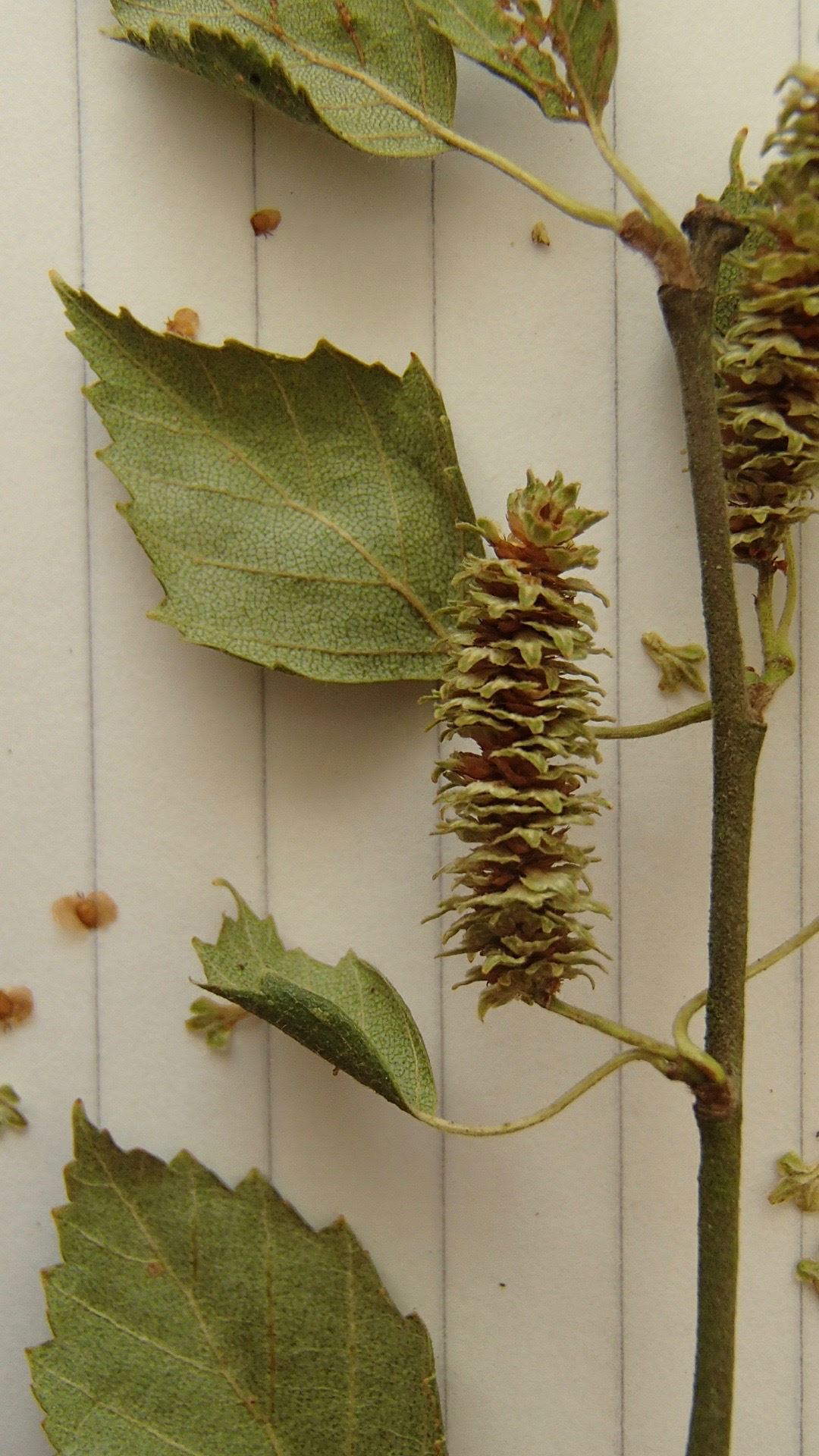 Image of Betula pubescens var. pumila