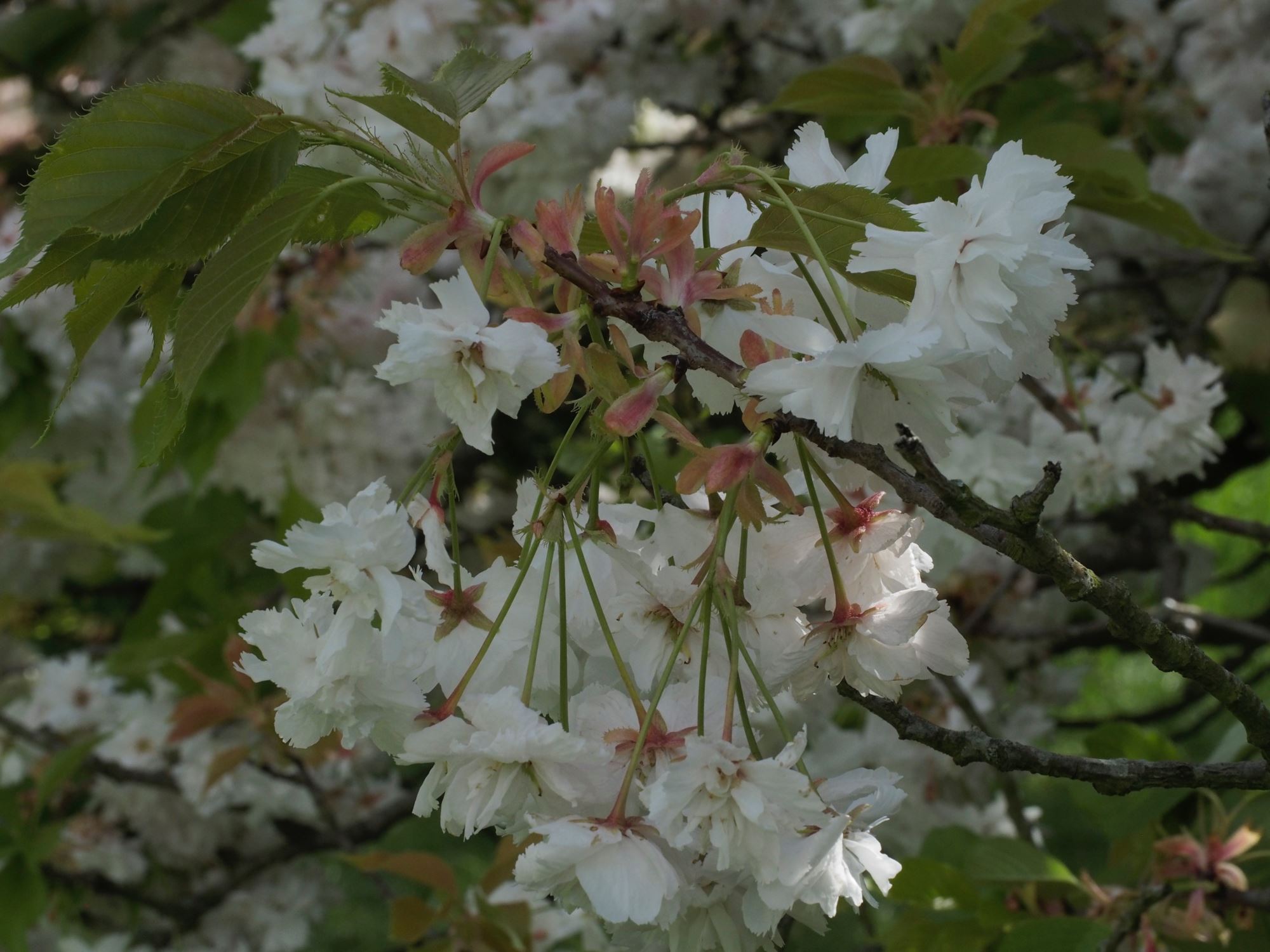 Image of Prunus 'Shogetsu'